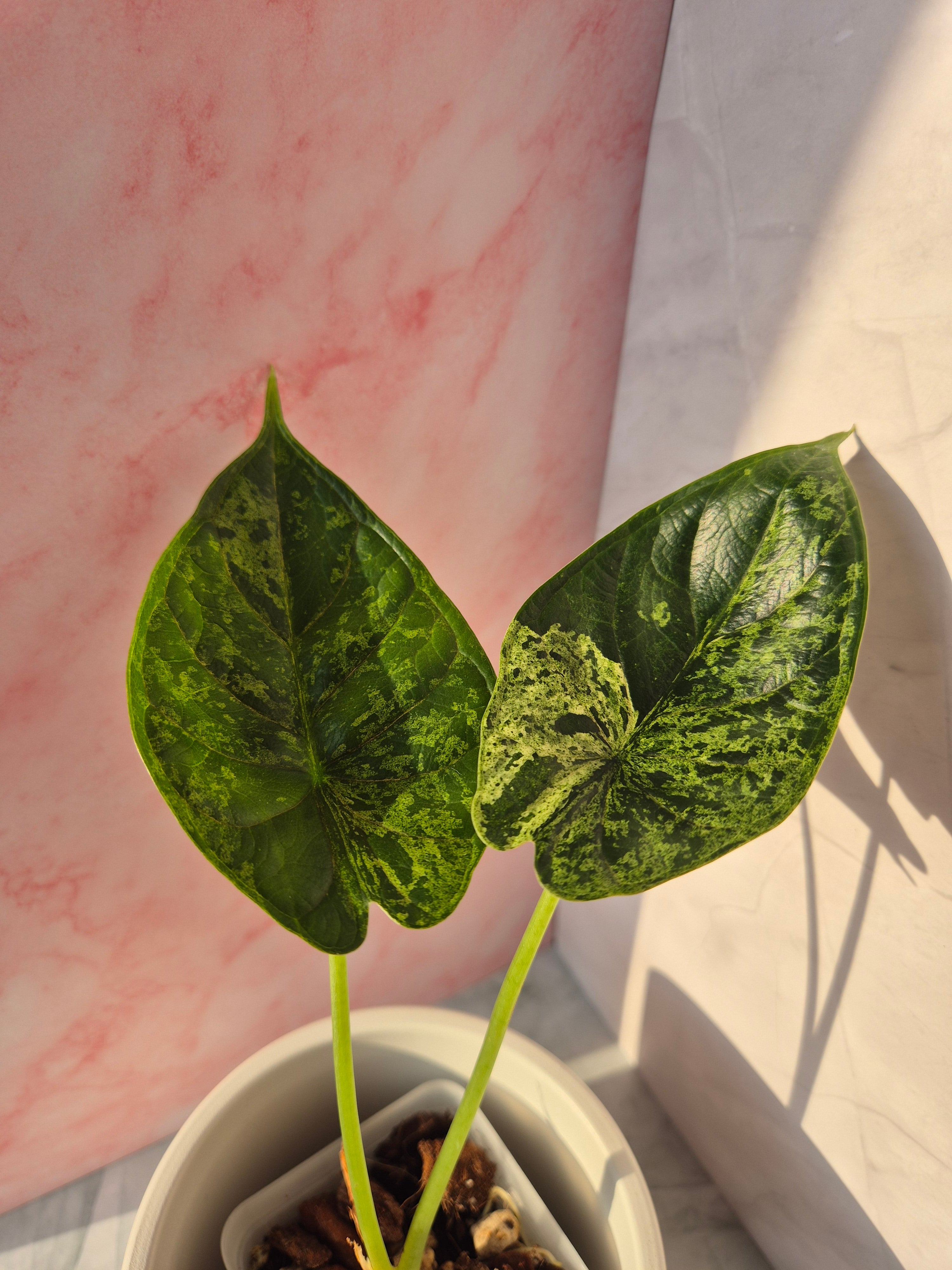 Alocasia Dragon Scale mint #7