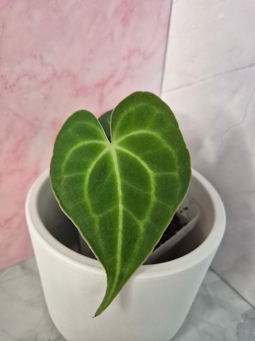 Anthurium Clarinervium #3