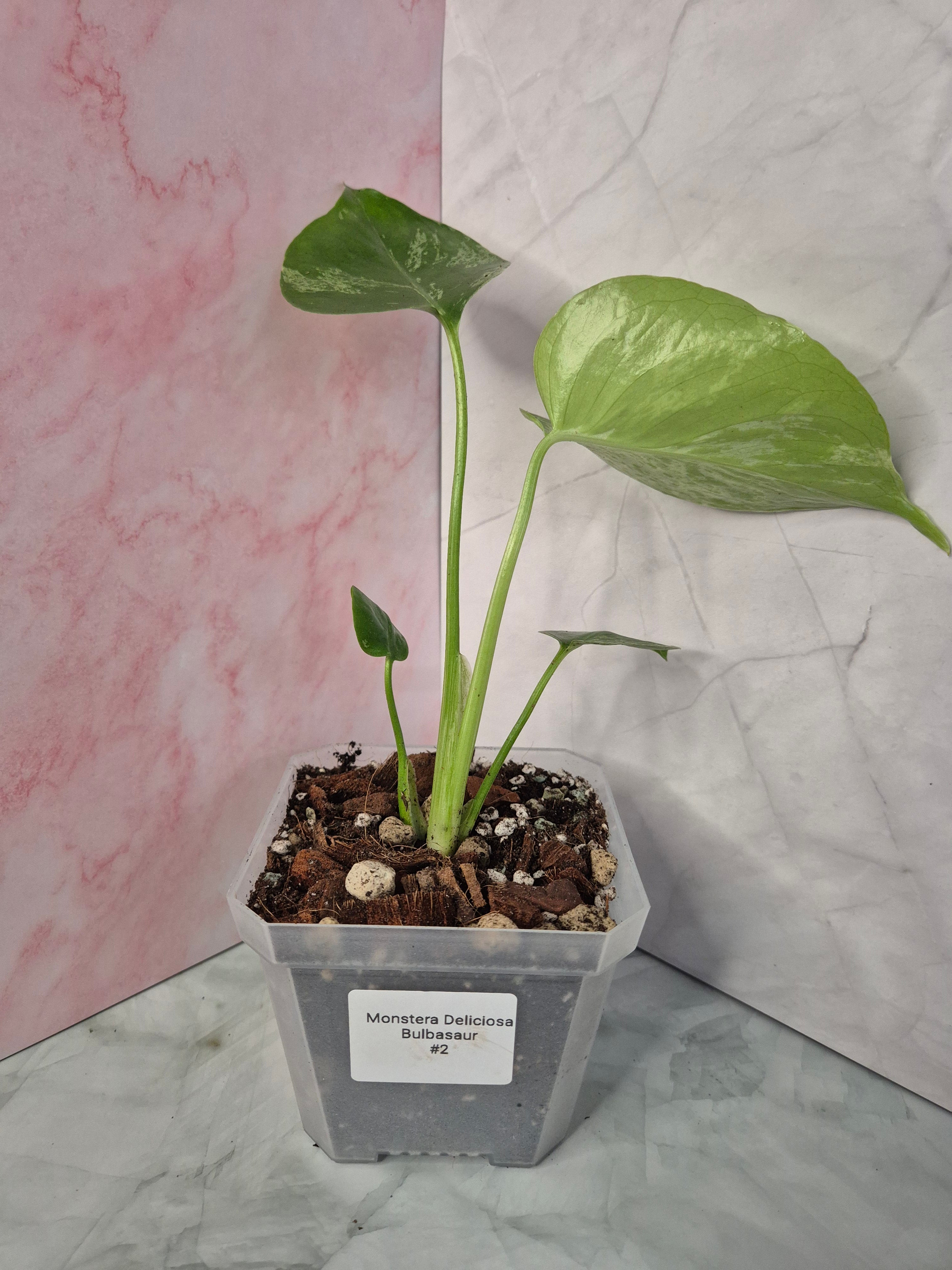Monstera Deliciosa Bulbasaur #2
