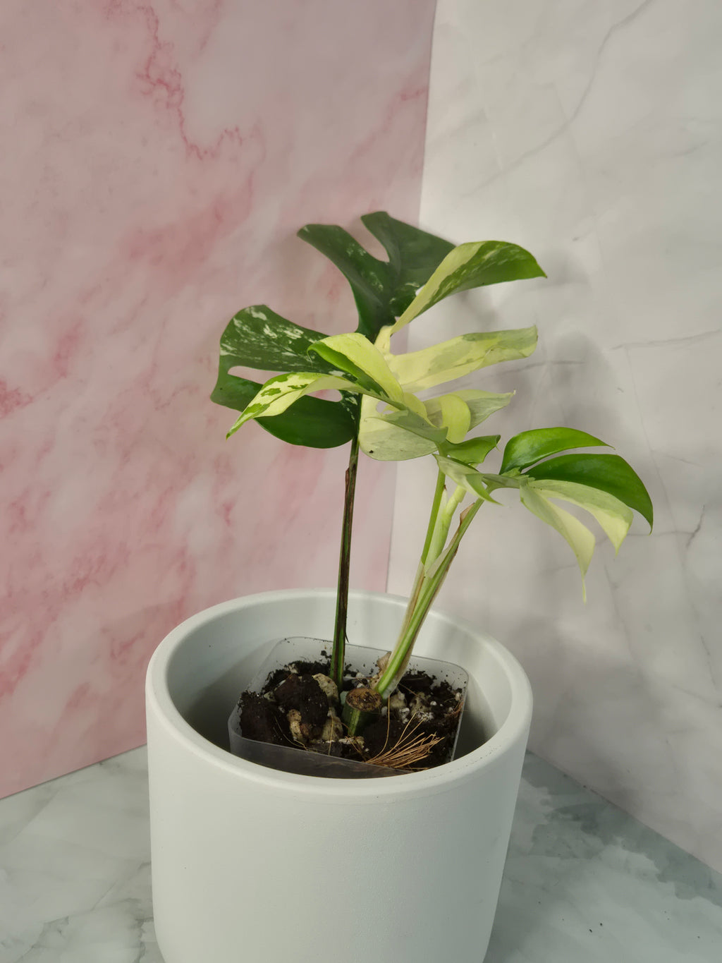 Monstera Minima Variegated #7 (Rhaphidophora Tetrasperma Variegated)