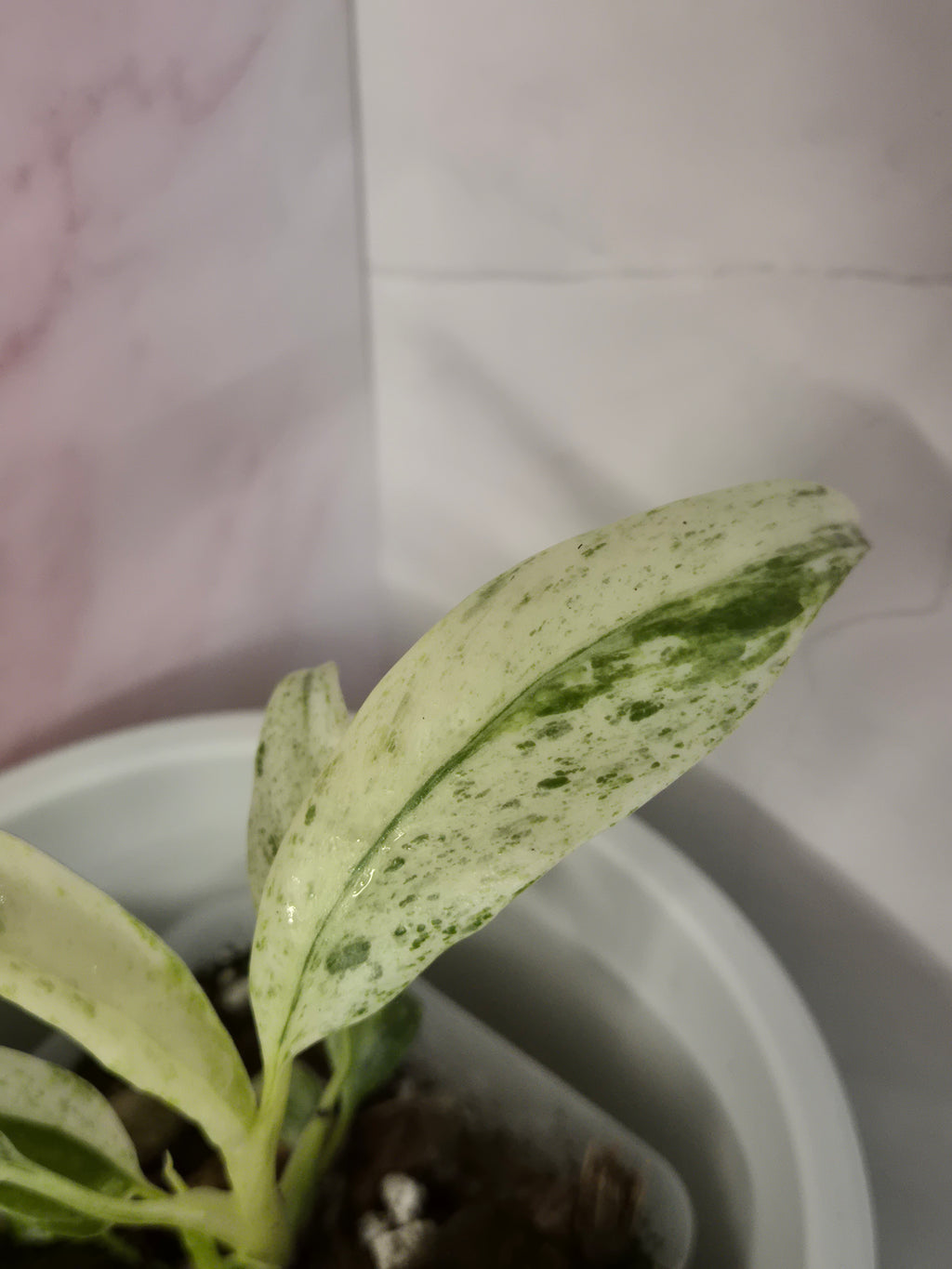 Rhaphidophora Puberula Variegata #5