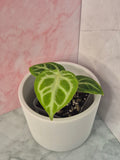 Anthurium Crystallinum #6