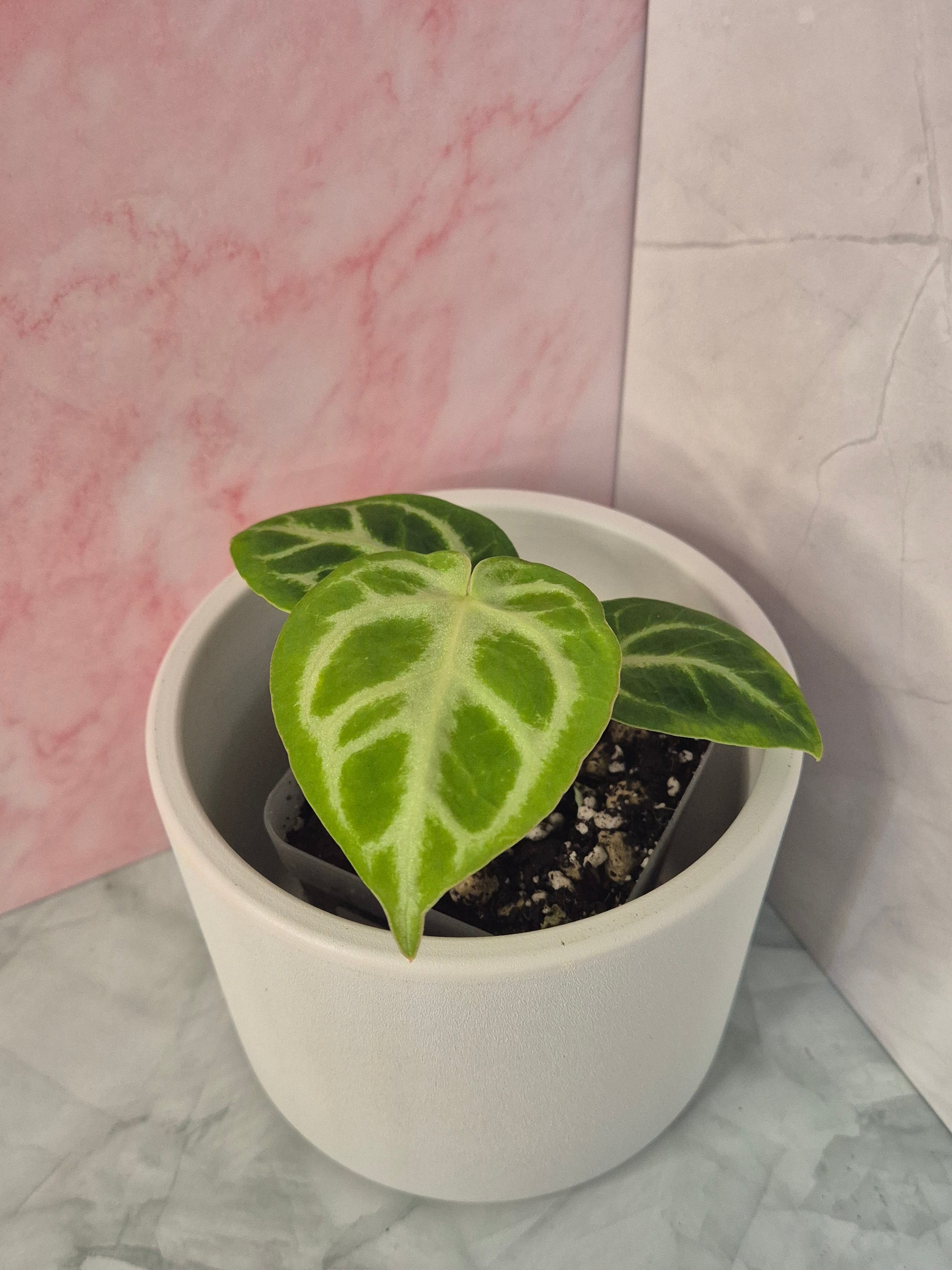 Anthurium Crystallinum #6