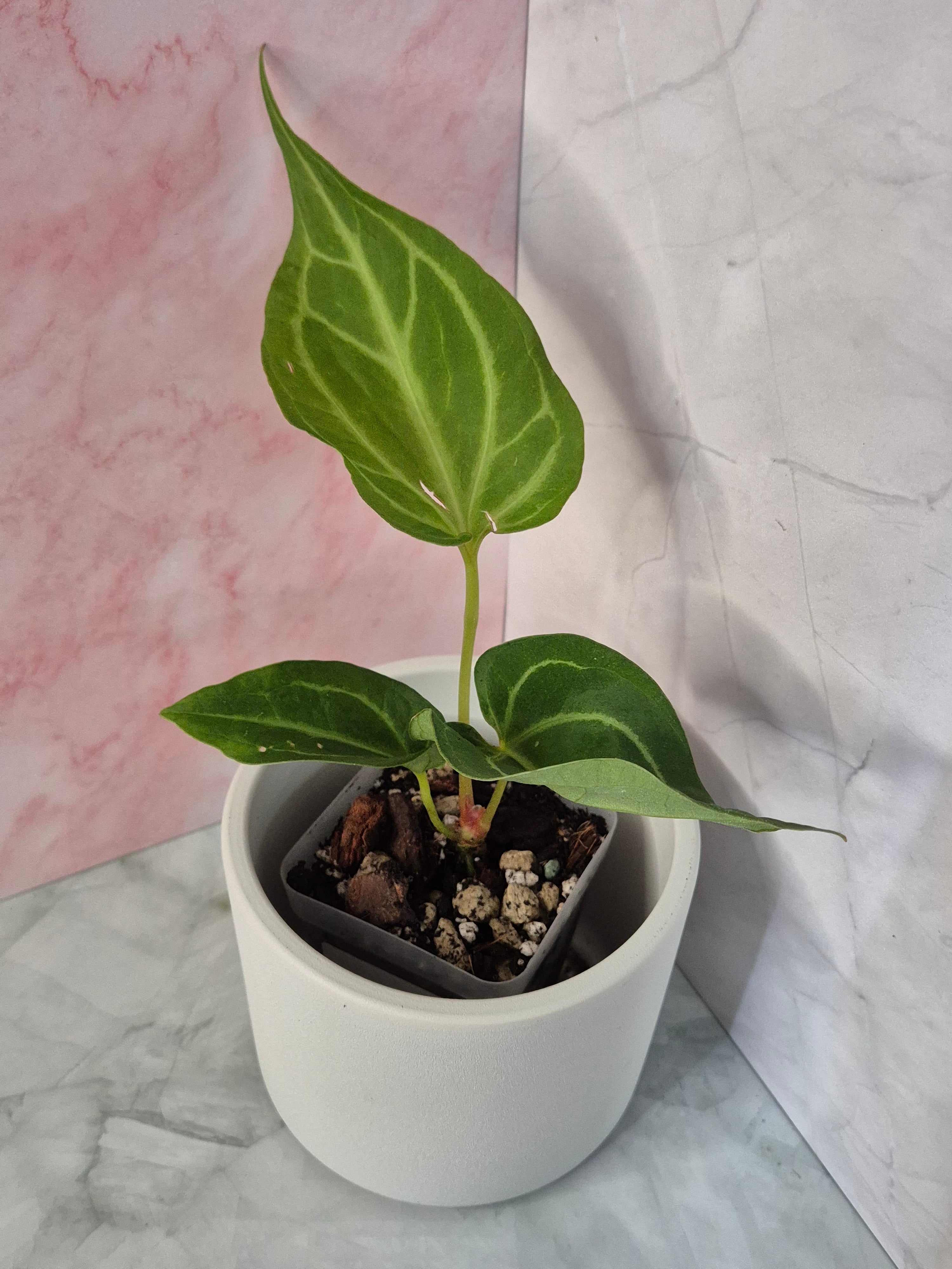 Anthurium Magnificum #3
