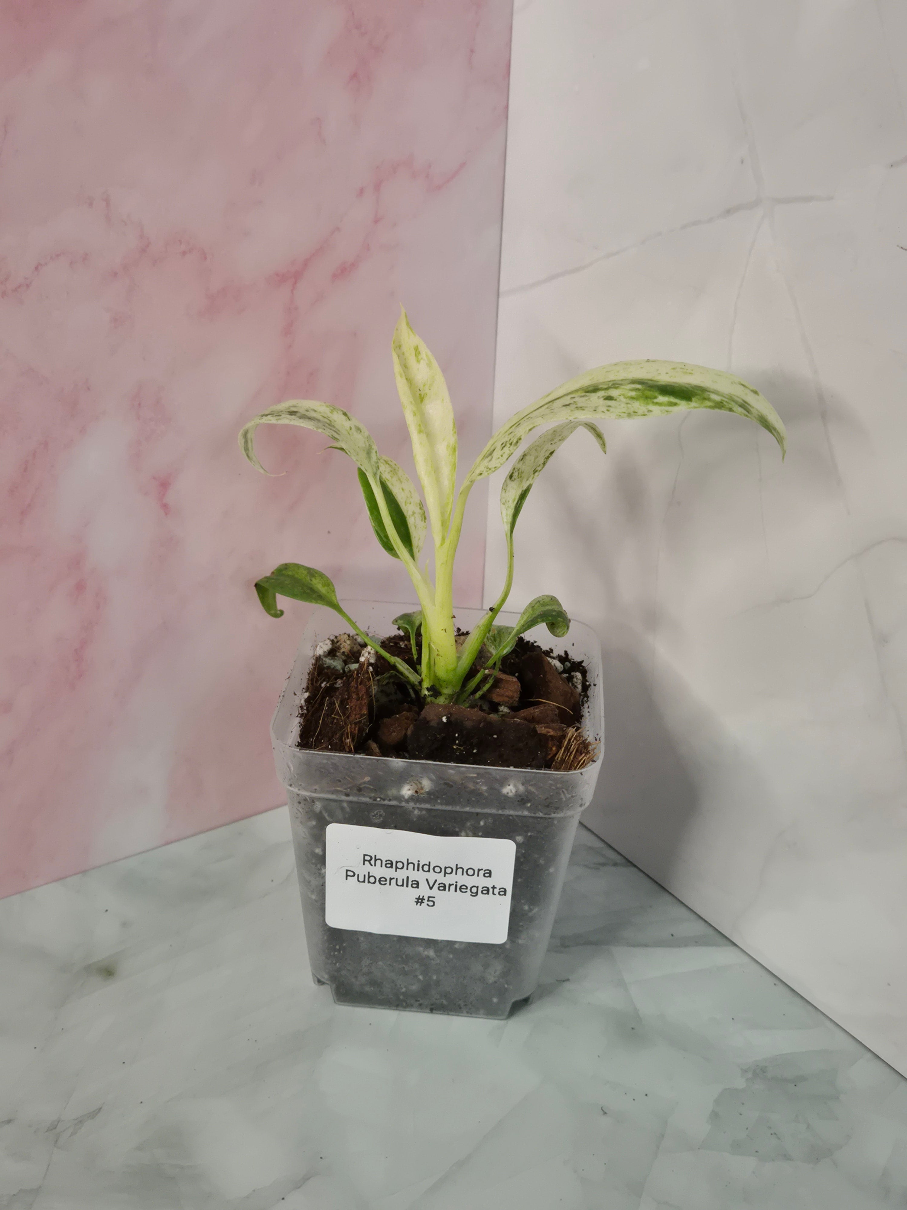 Rhaphidophora Puberula Variegata #5
