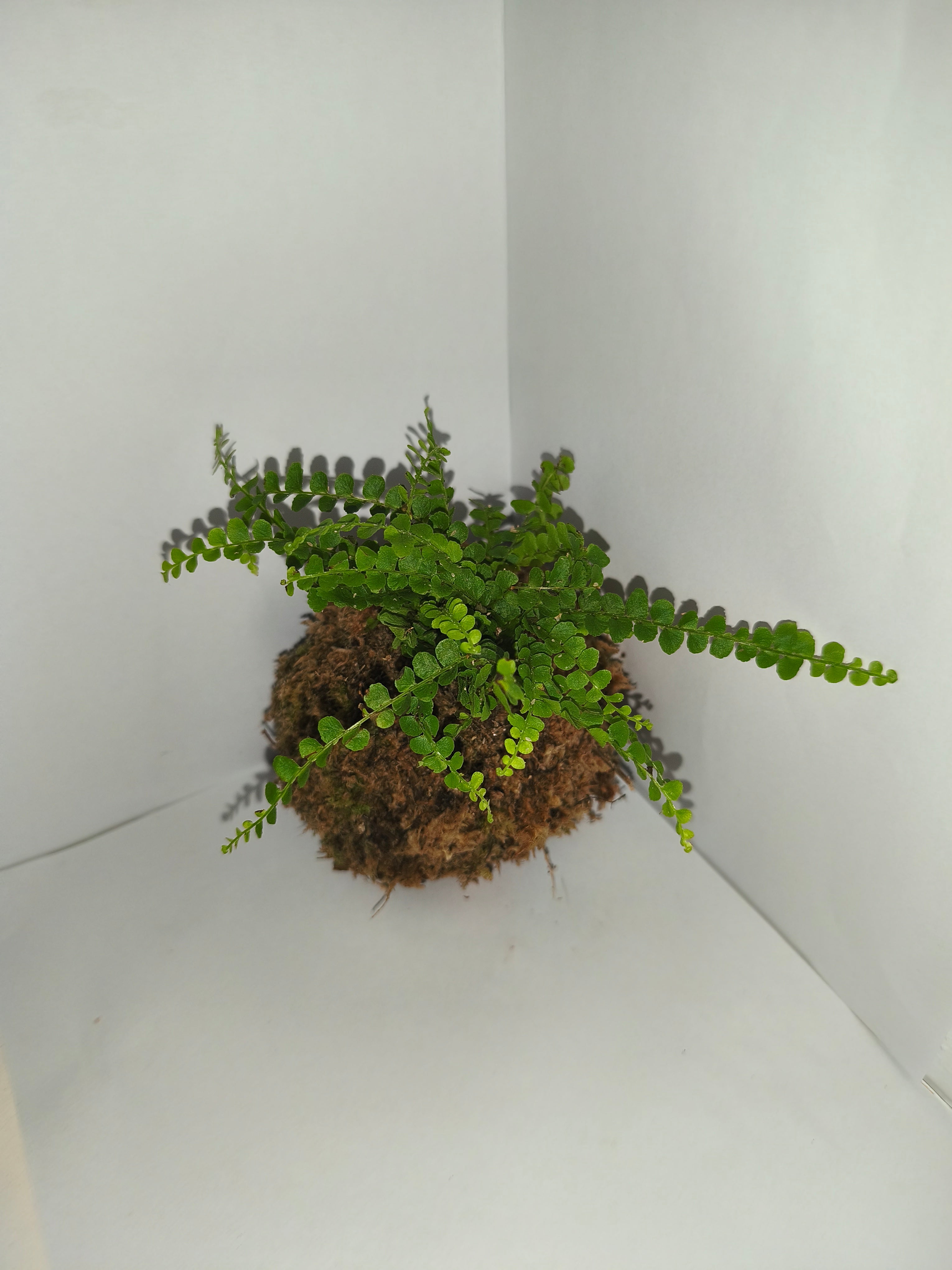 Kokedama #5