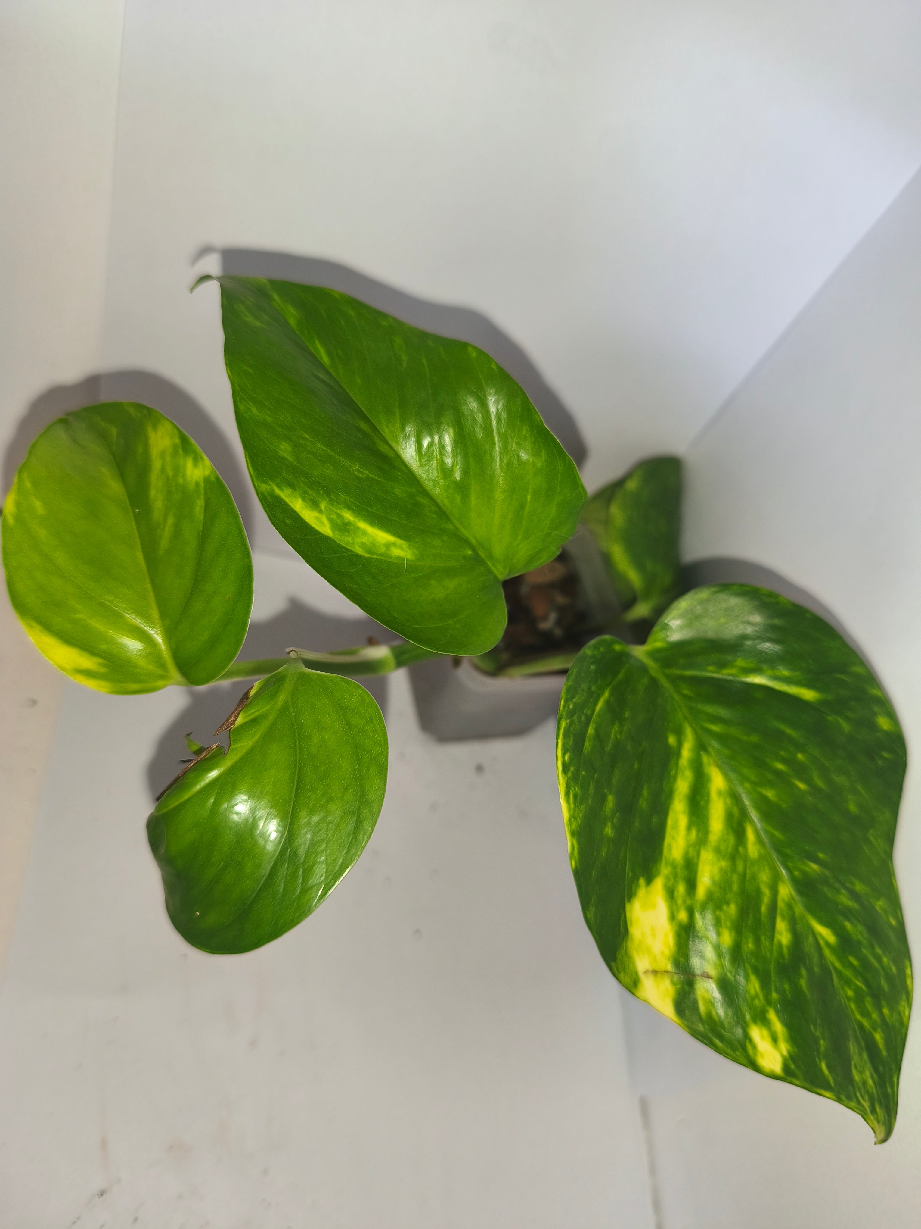 Epipremnum aureum #8