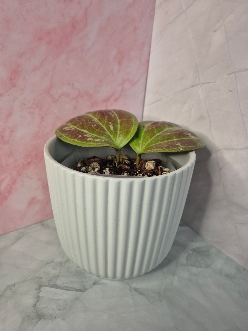 Hoya Sarawak Cream #6