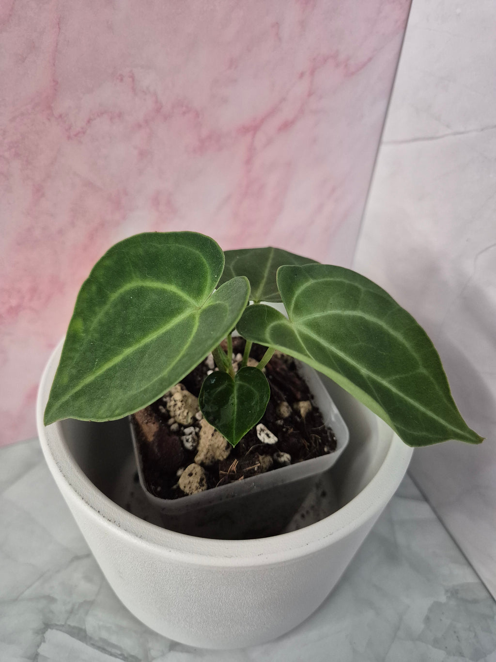 Anthurium Clarinervium #2