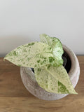 Alocasia Macrorrhiza splash #1