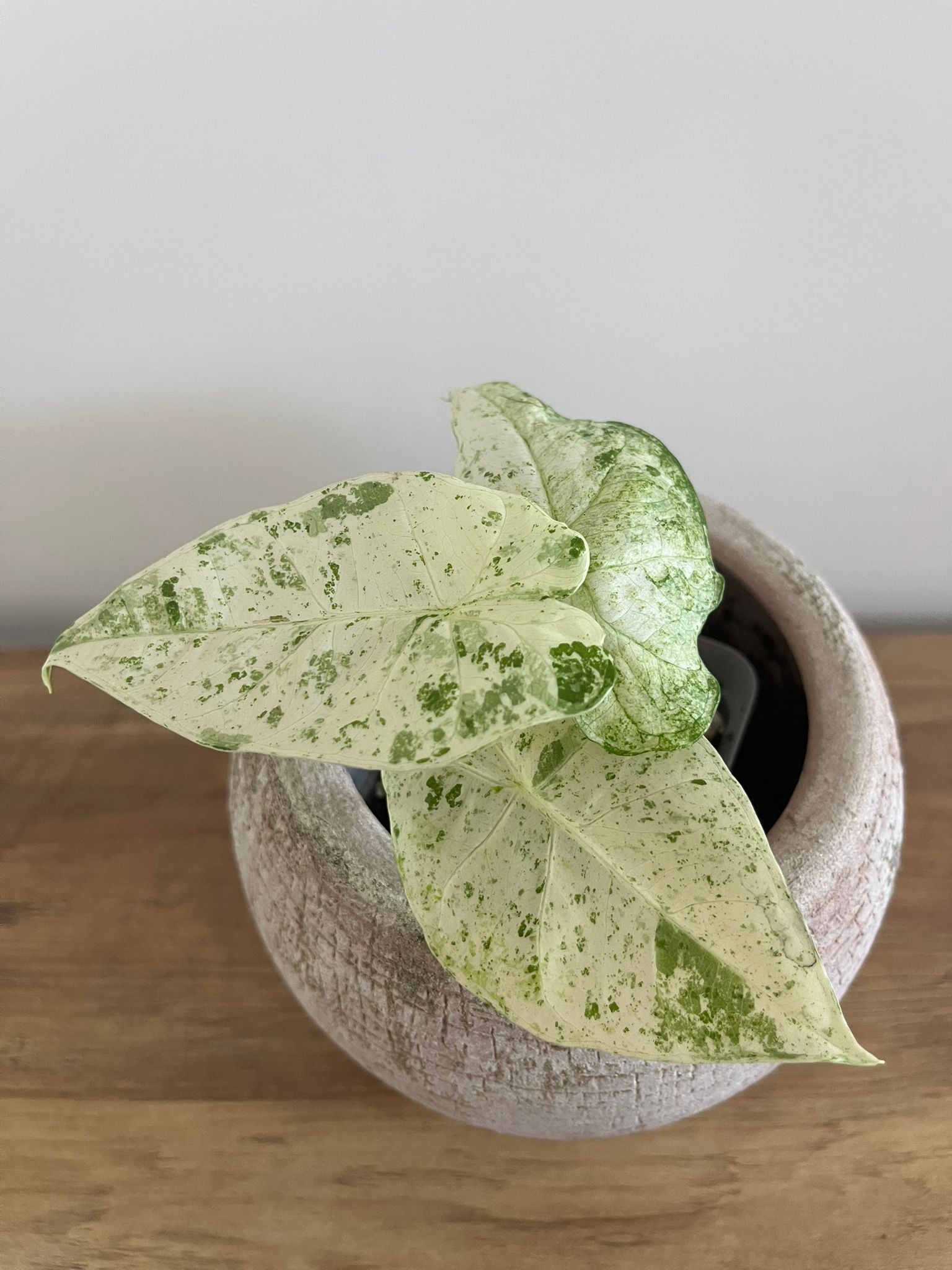 Alocasia Macrorrhiza splash #1