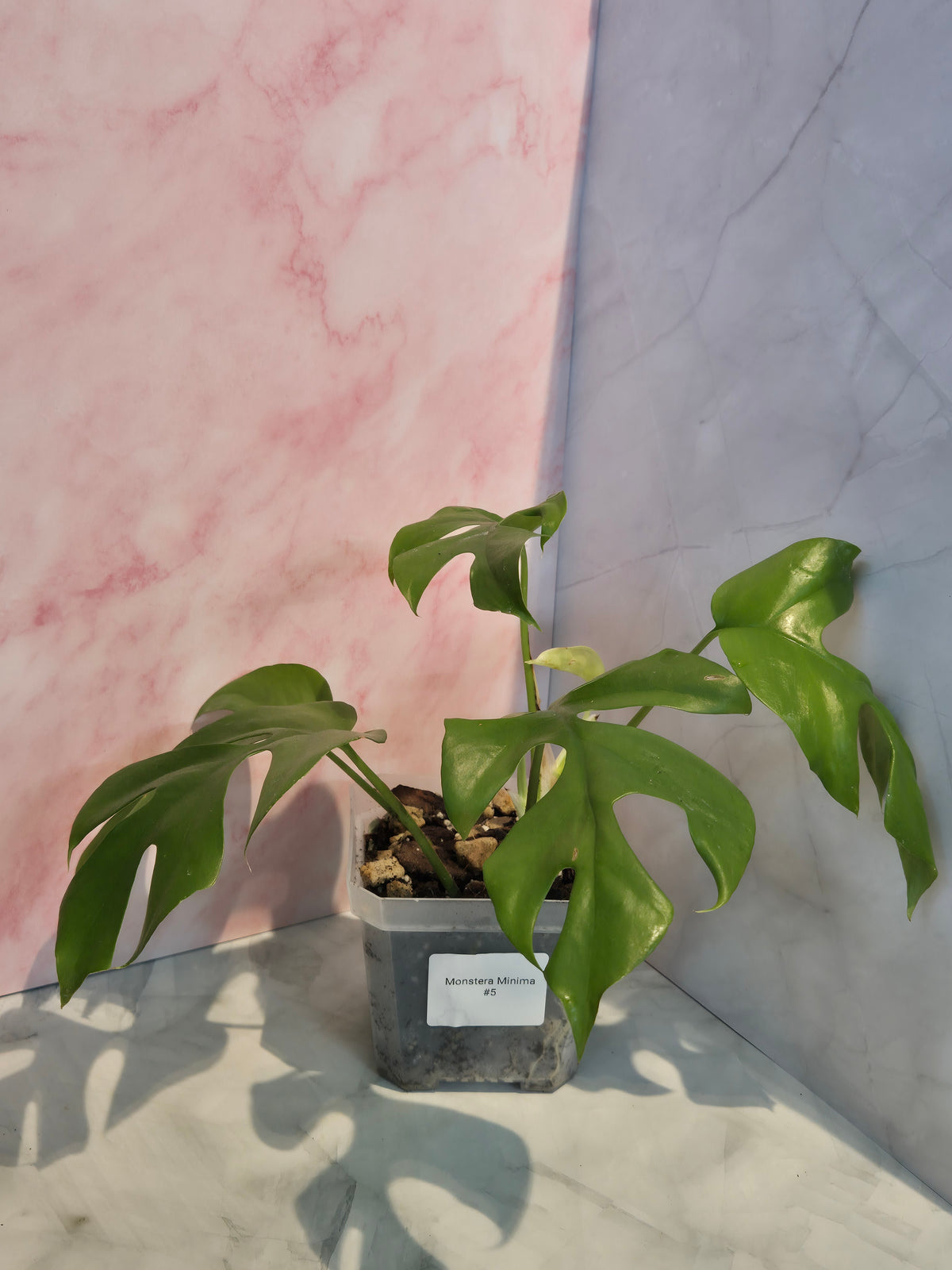 Monstera Minima (Rhaphidophora Tetrasperma) #5