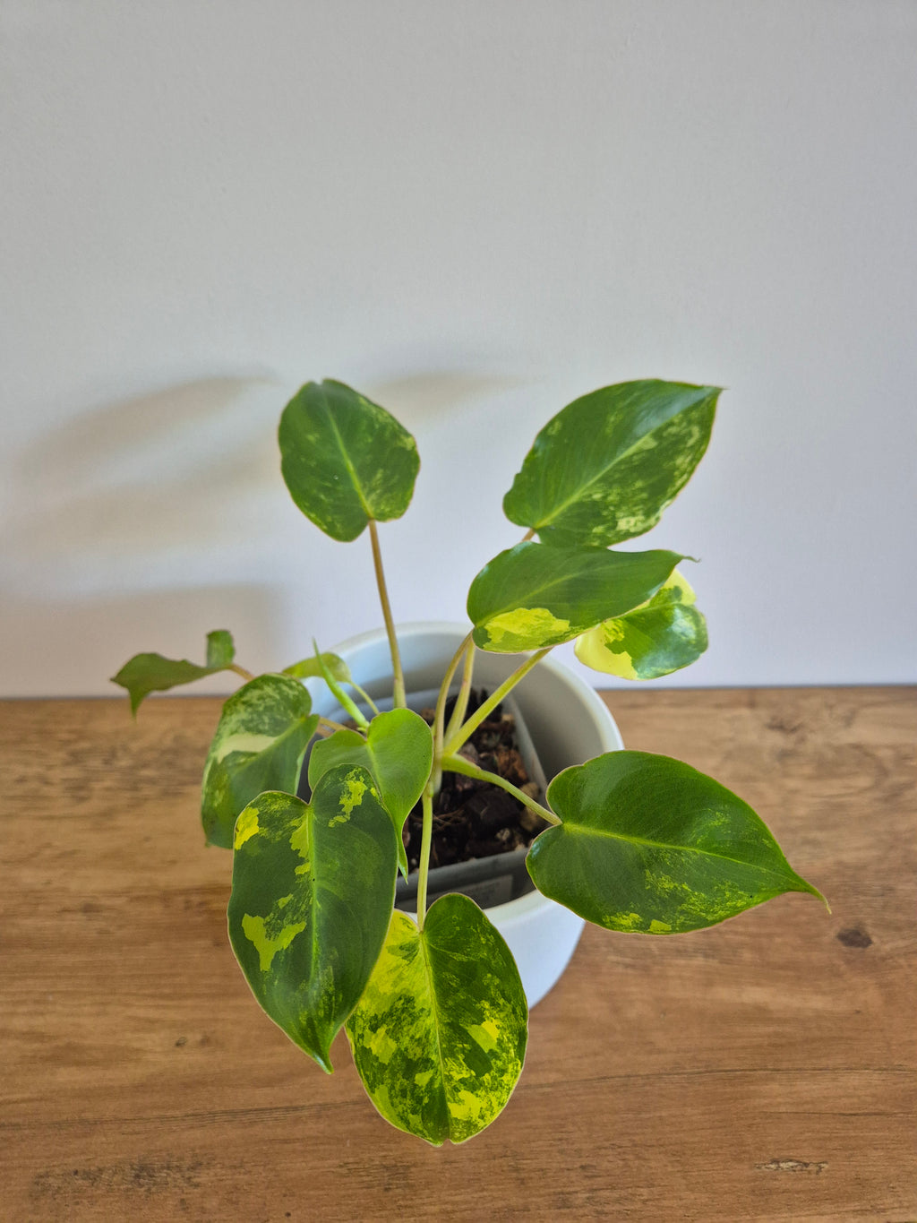 Philodendron Burle-Marxii Variegated #1
