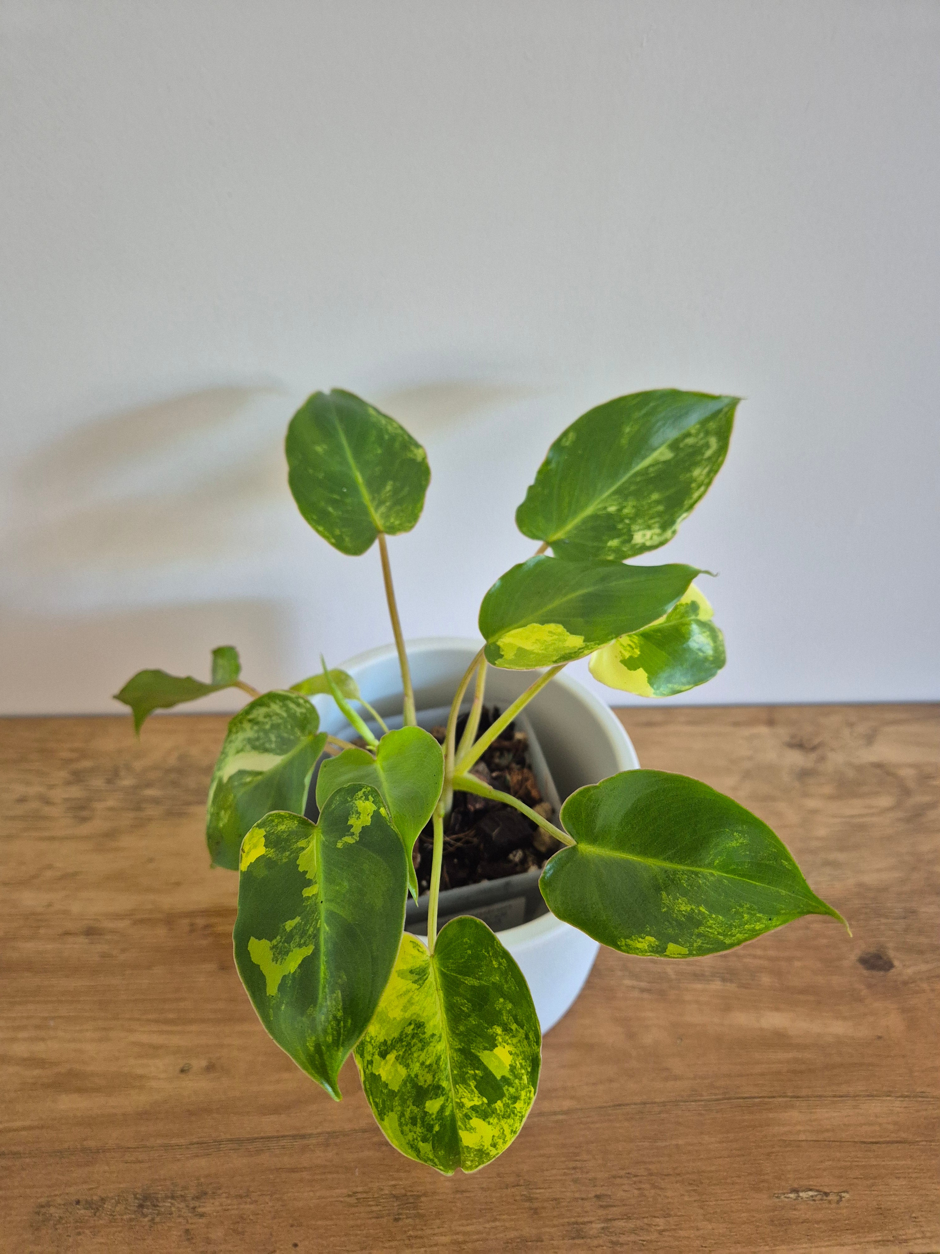 Philodendron Burle-Marxii Variegated #1