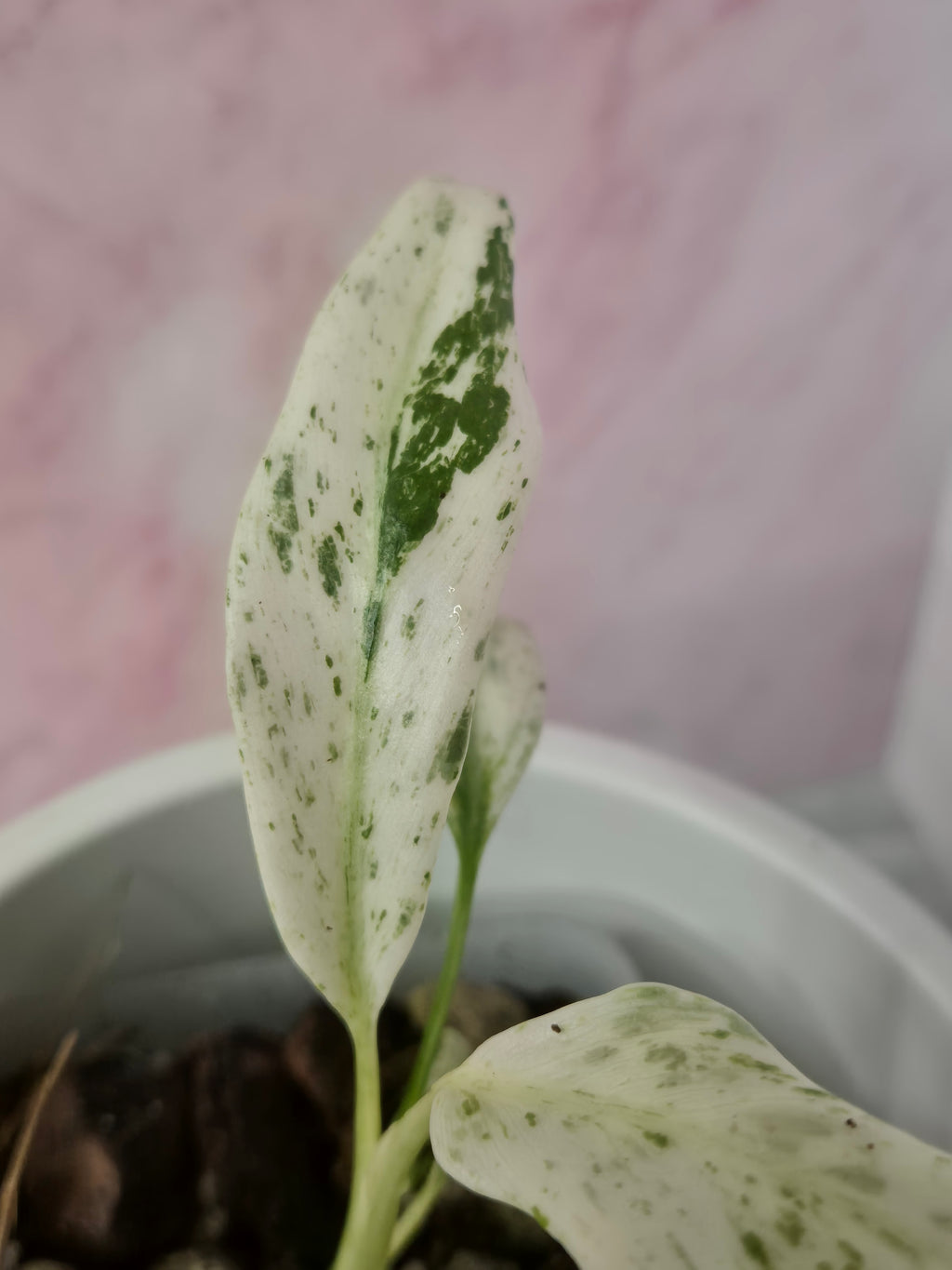 Rhaphidophora Puberula Variegata #19
