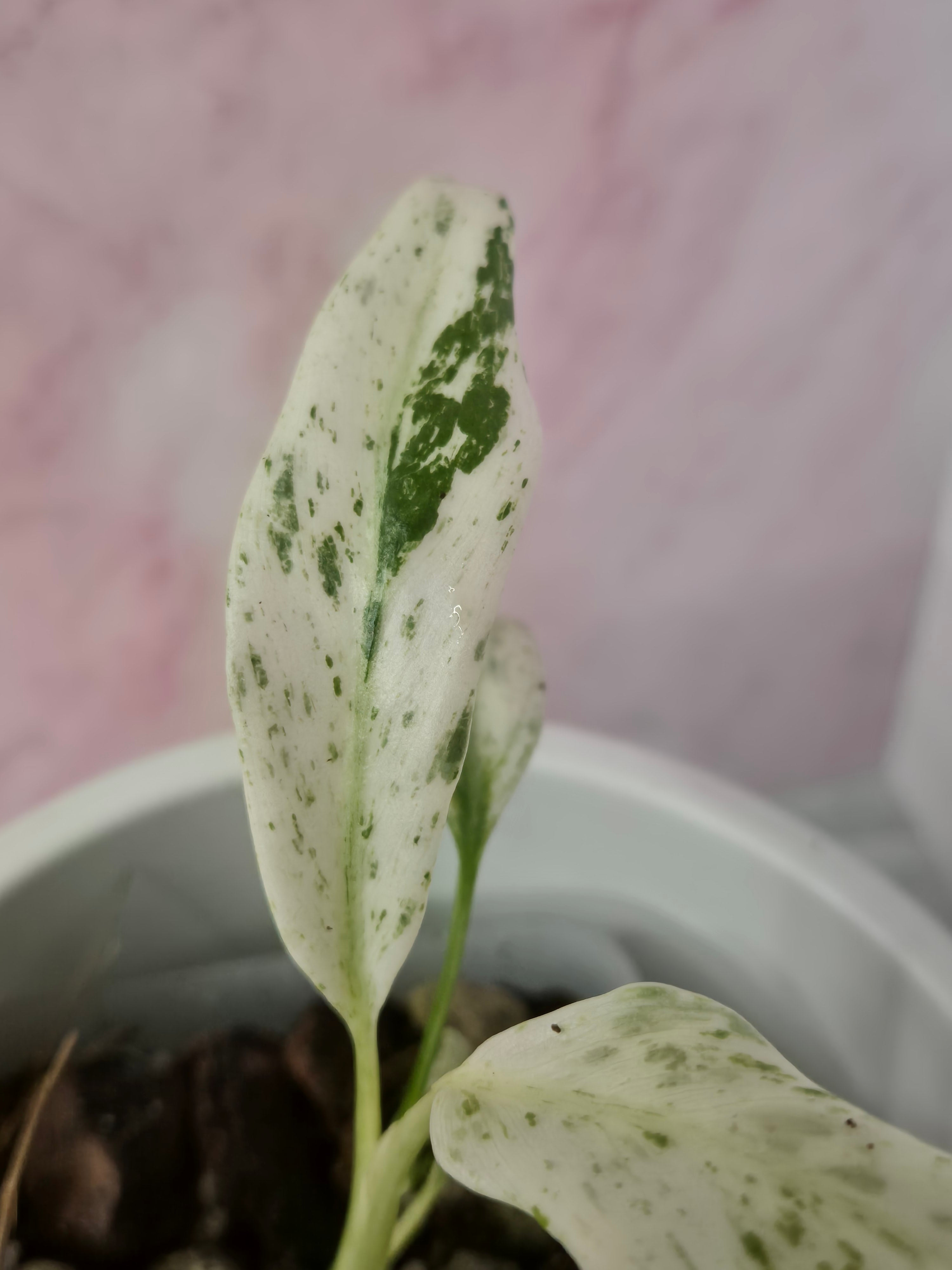 Rhaphidophora Puberula Variegata #19