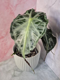 Alocasia Venom #5