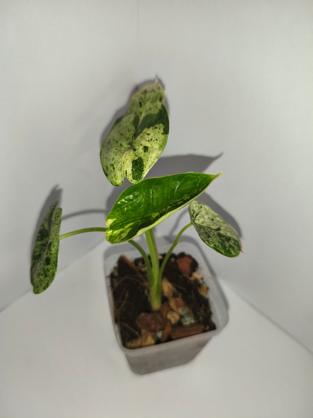 Alocasia Dragon Scale mint #5