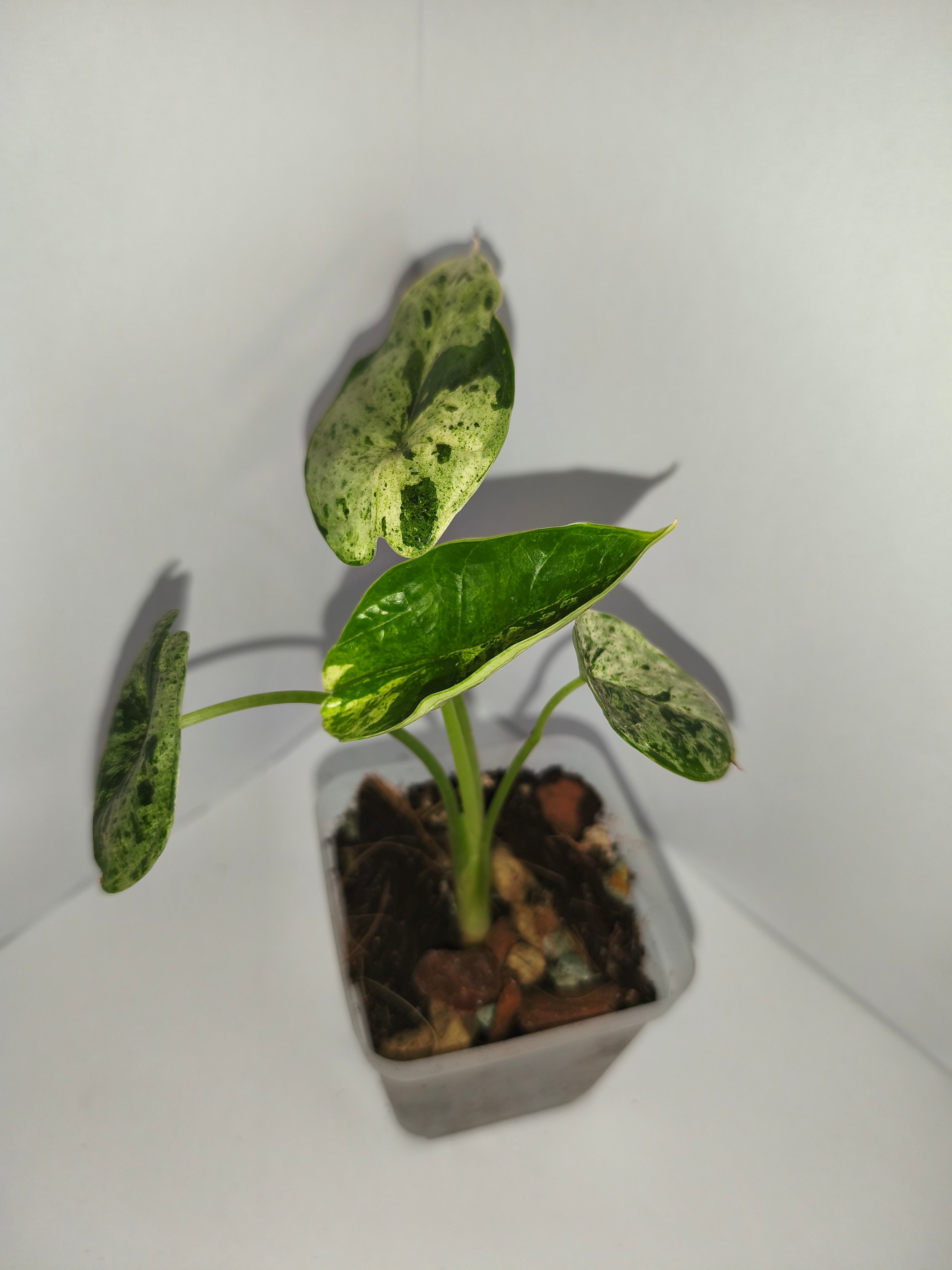 Alocasia Dragon Scale mint #5