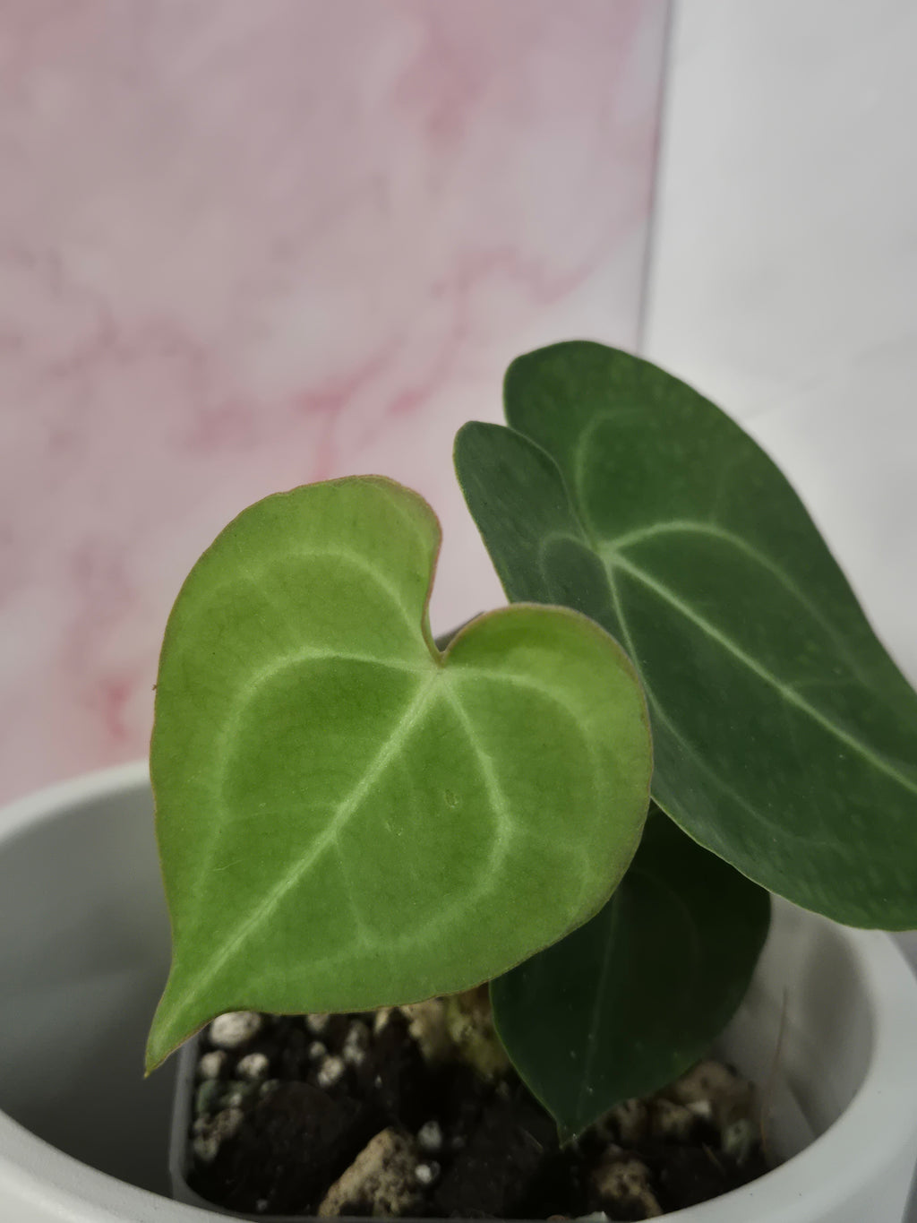 Anthurium Clarinervium #5