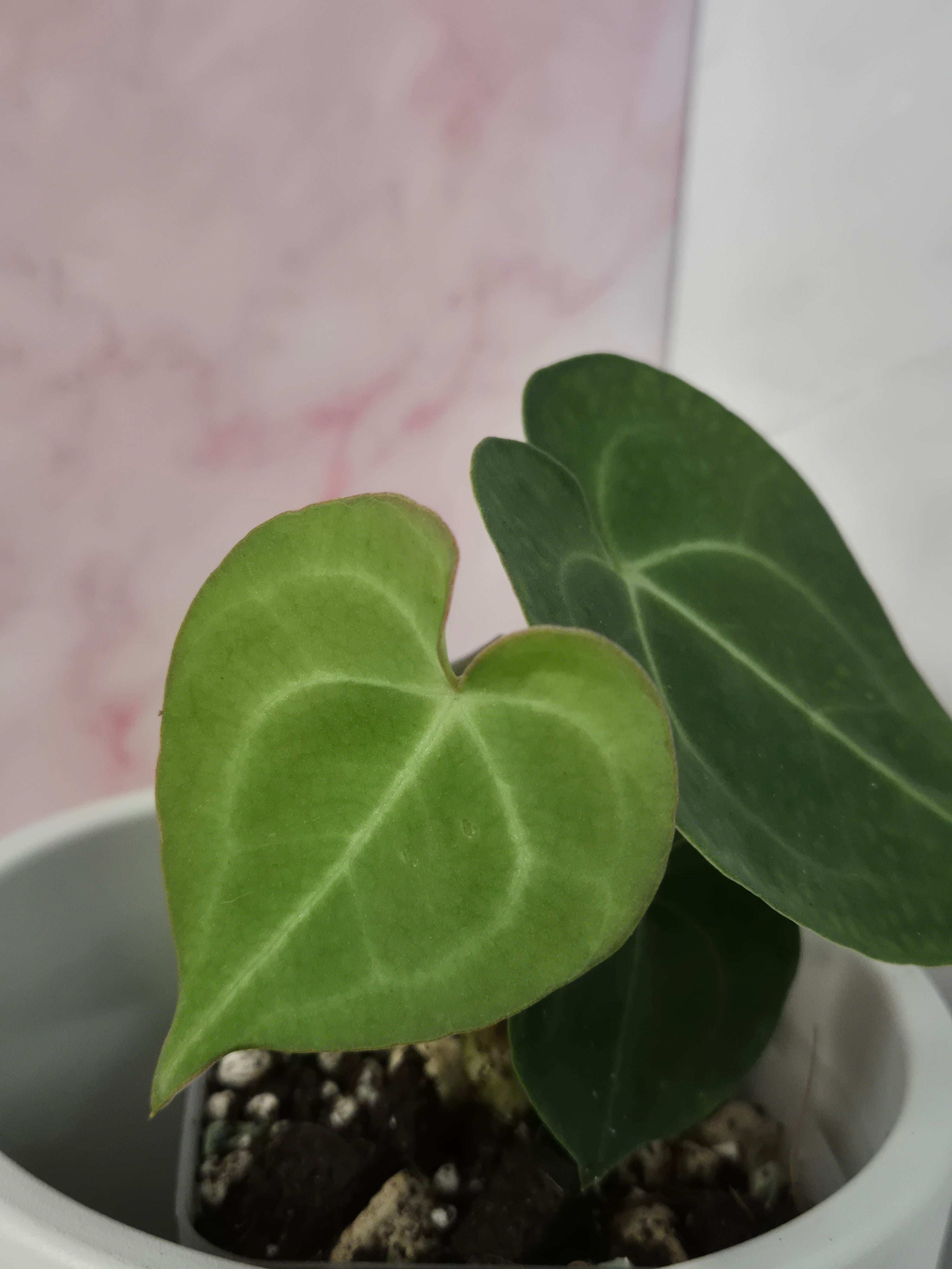 Anthurium Clarinervium #5
