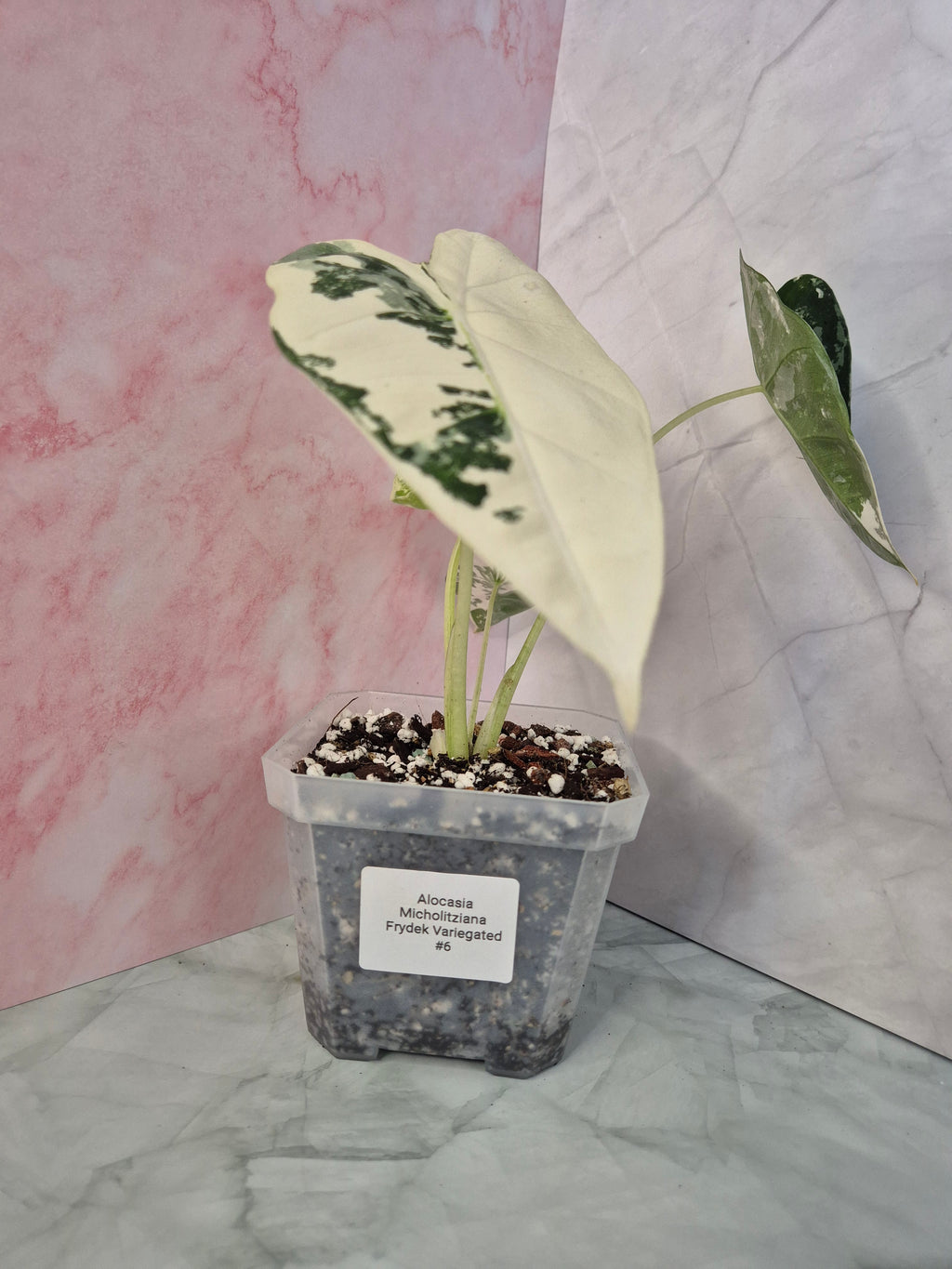 Alocasia Micholitziana Frydek Variegated #6