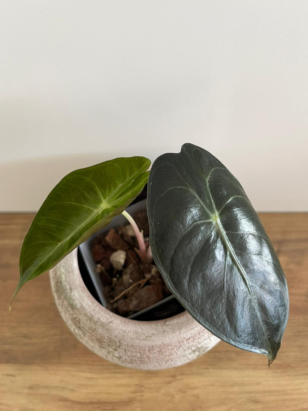 Alocasia Pink Dragon #6