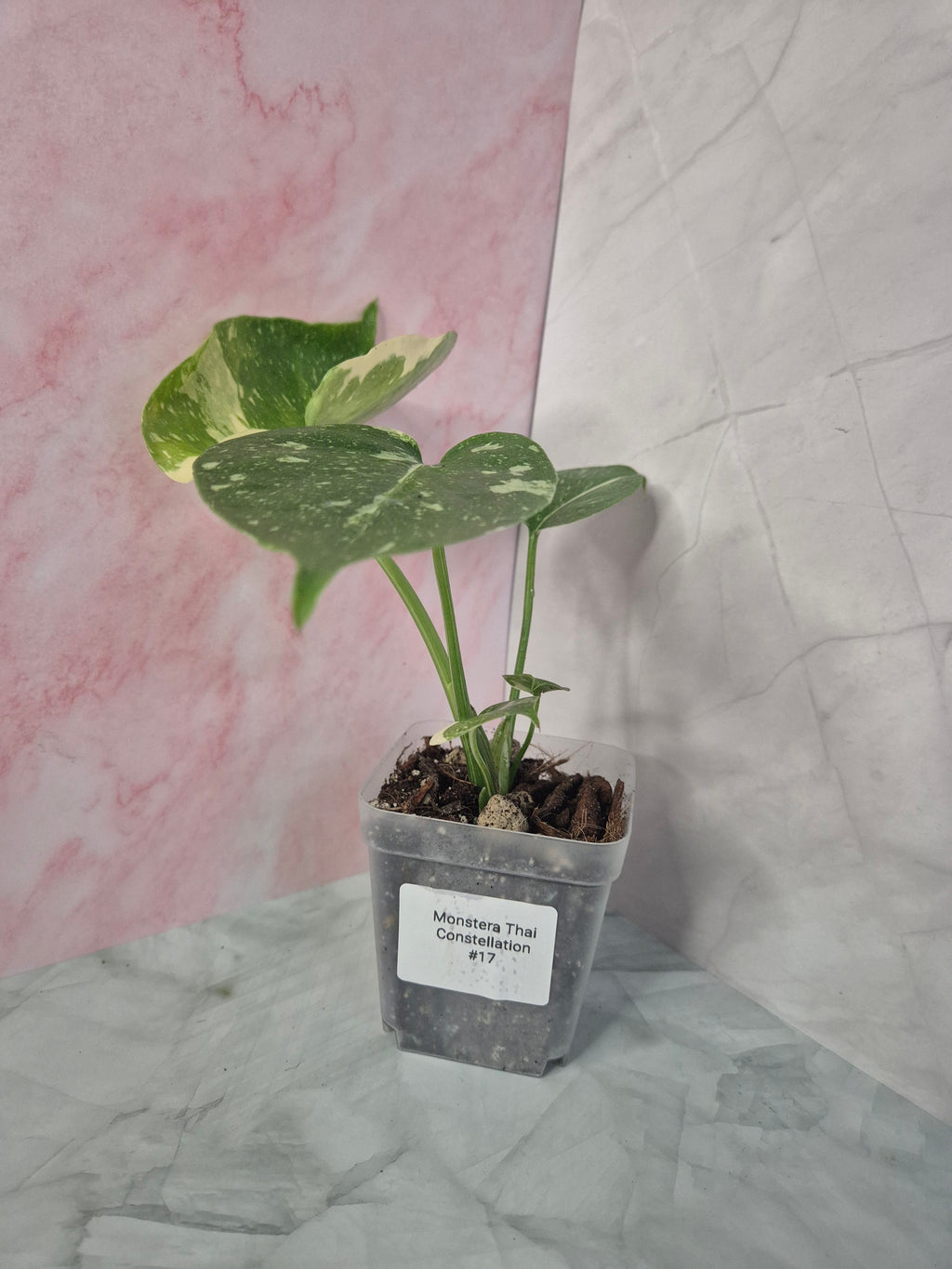 Monstera Thai Constellation #17