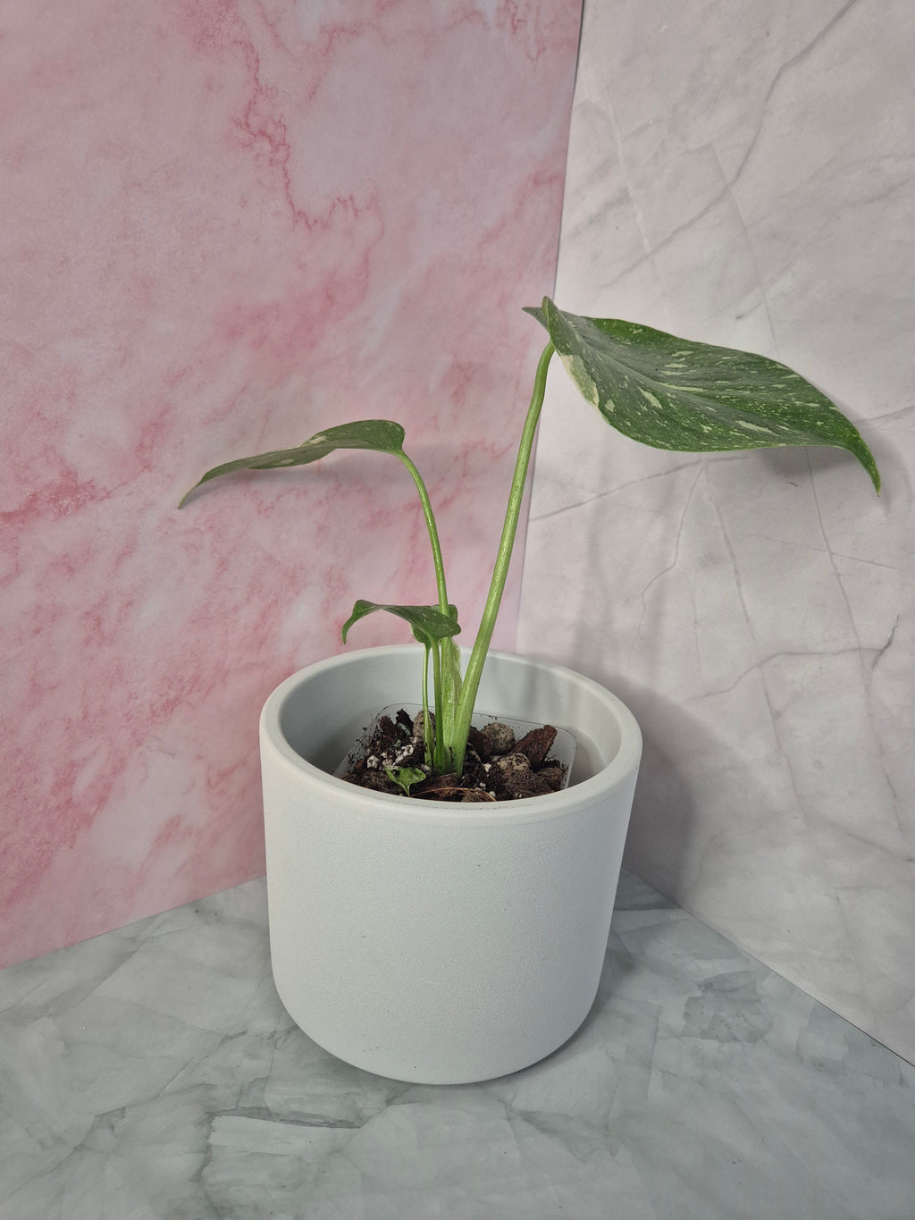 Monstera Thai Constellation #18