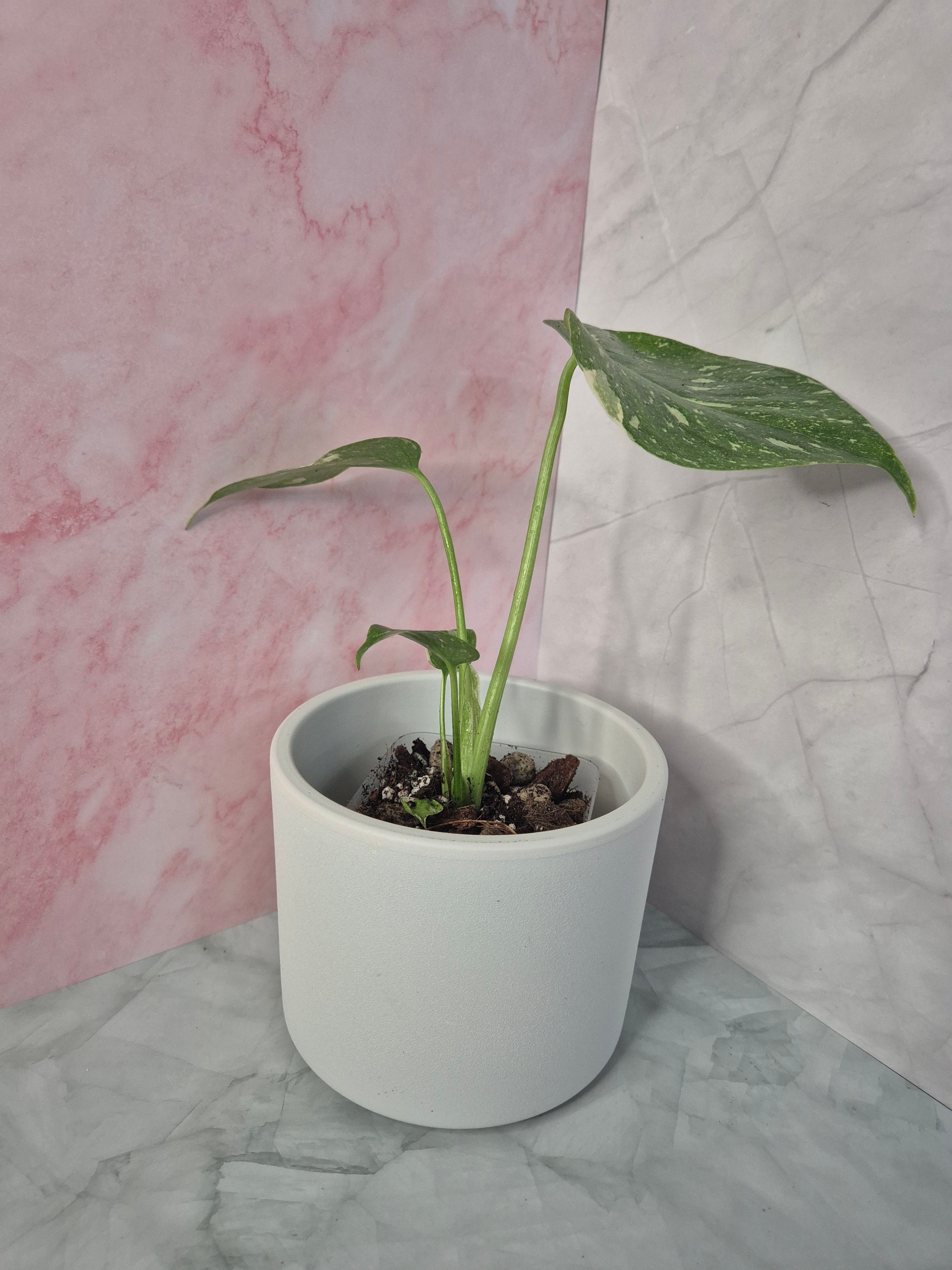 Monstera Thai Constellation #18