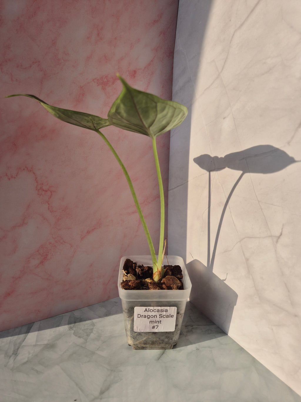 Alocasia Dragon Scale mint #7