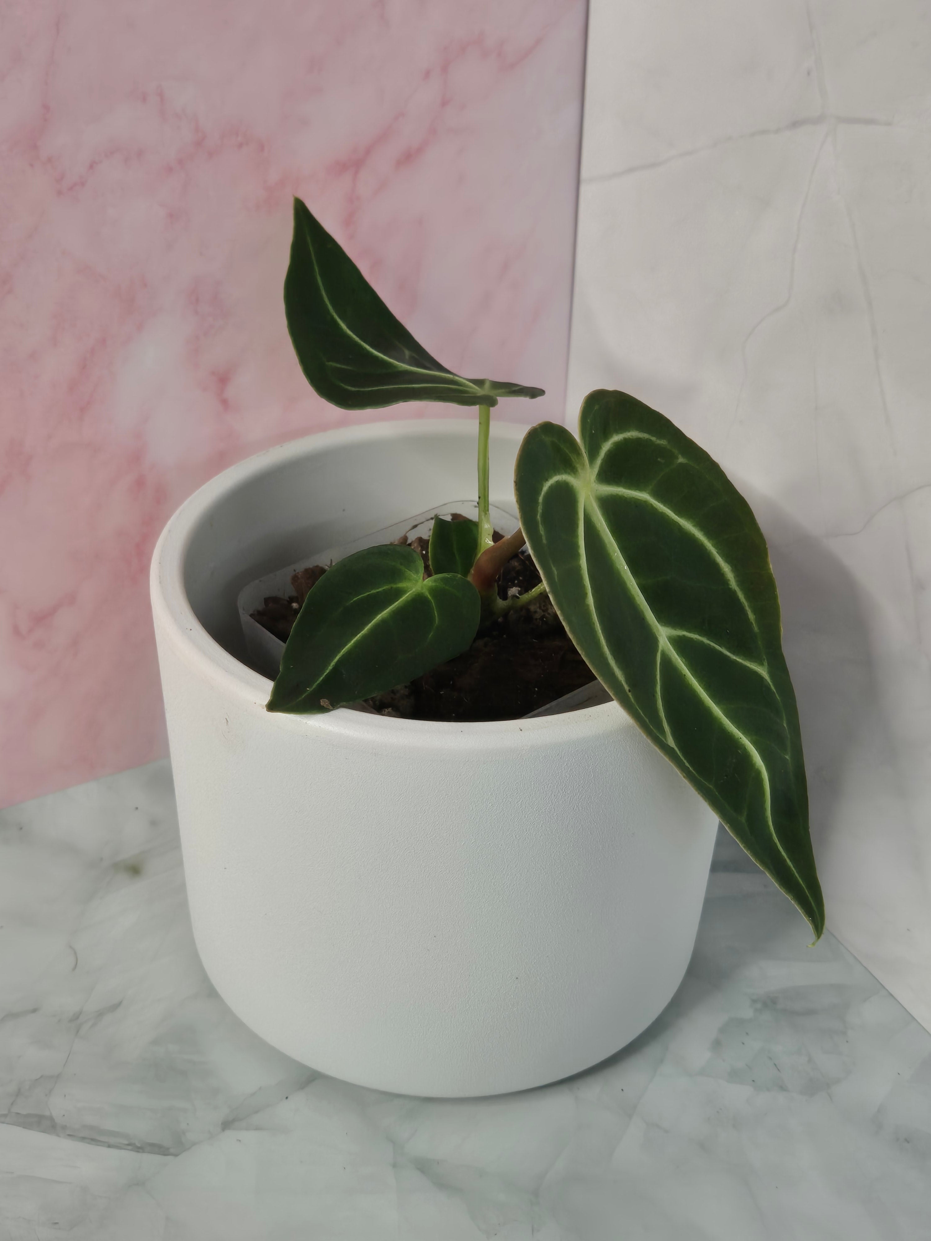 Anthurium Regale #18