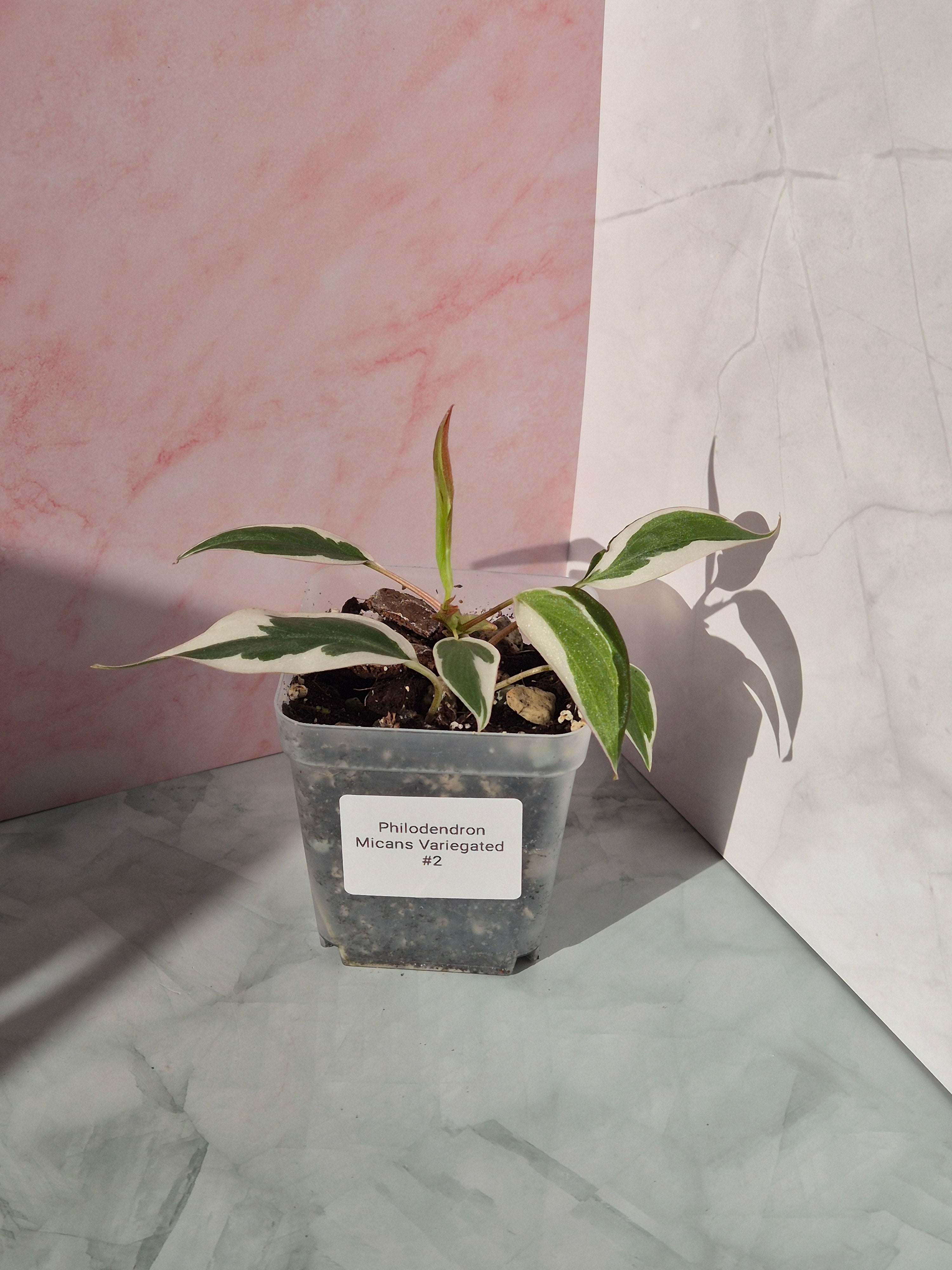 Philodendron Micans Variegated Albo #2