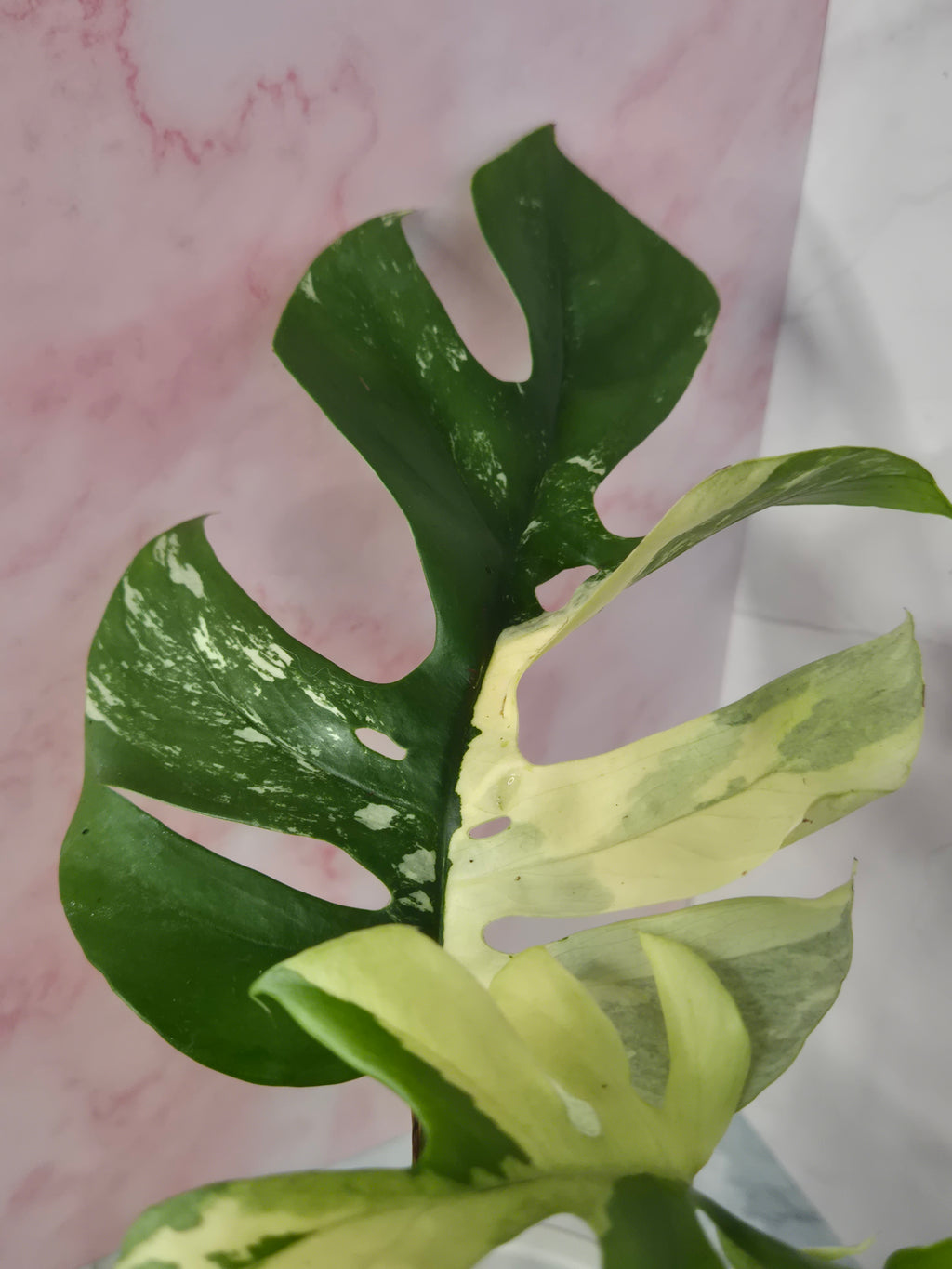 Monstera Minima Variegated #7 (Rhaphidophora Tetrasperma Variegated)