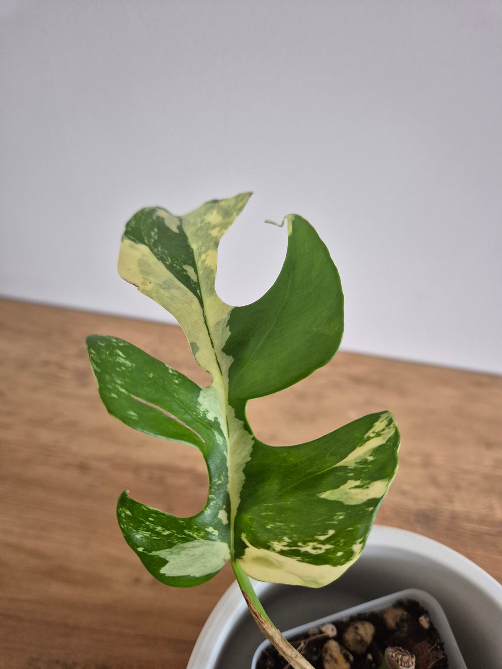 Monstera Minima Variegated #3 (Rhaphidophora Tetrasperma variegated)
