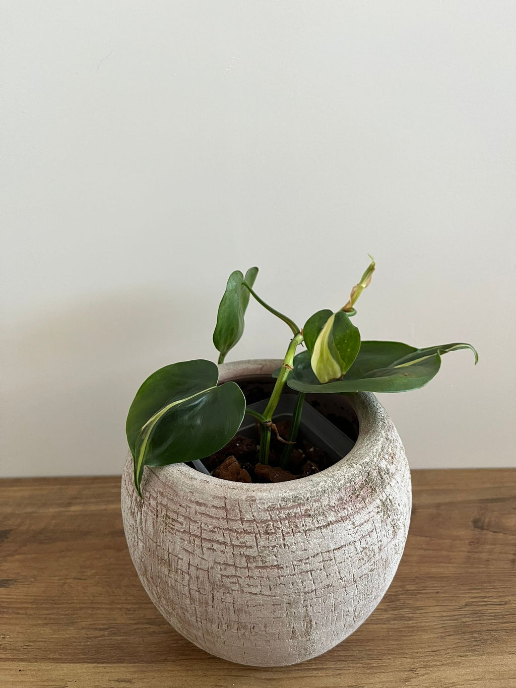 Philodendron Brasil Silver Stripe #1