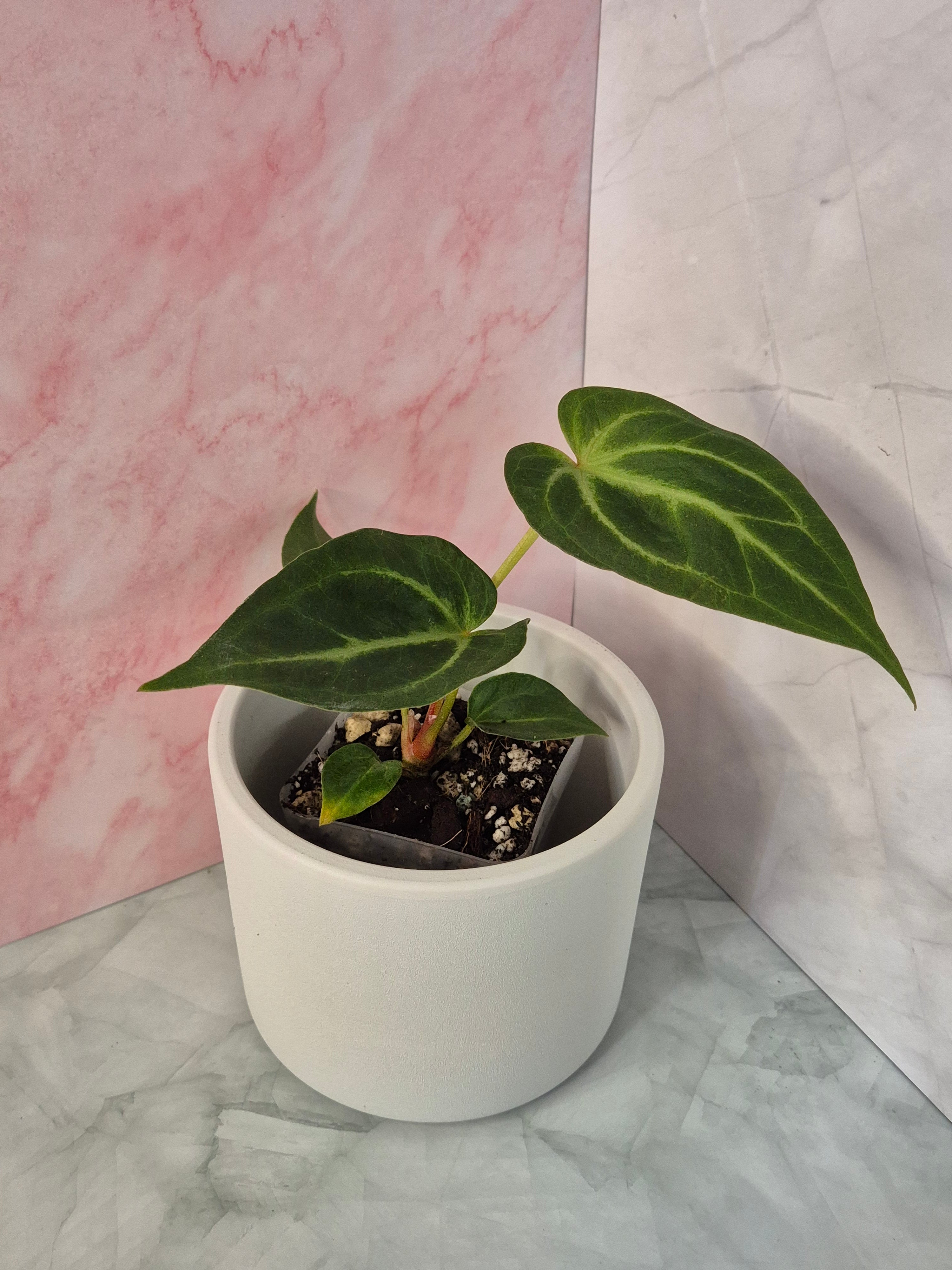 Anthurium Magnificum #1