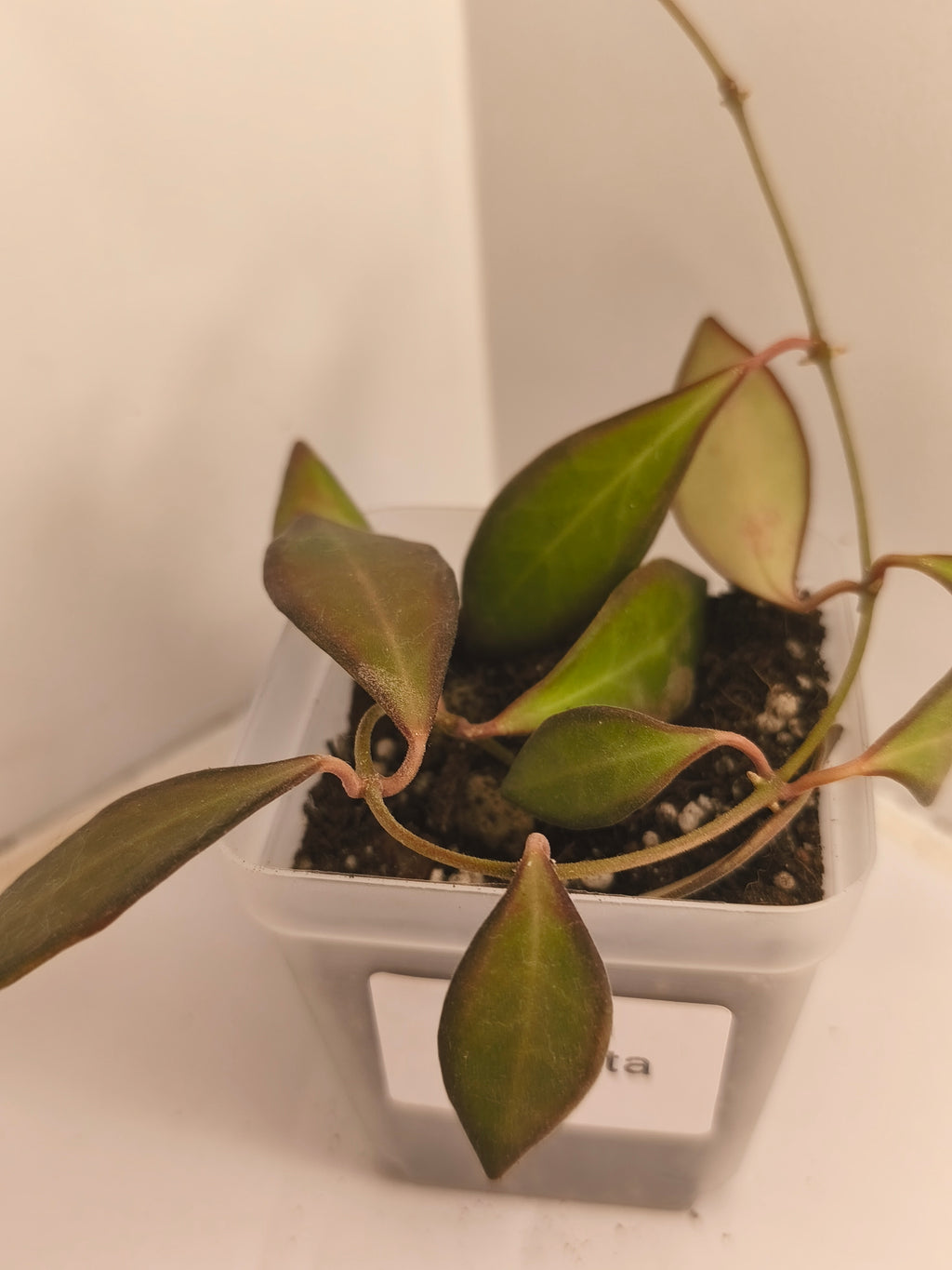 Hoya Bilobata #4