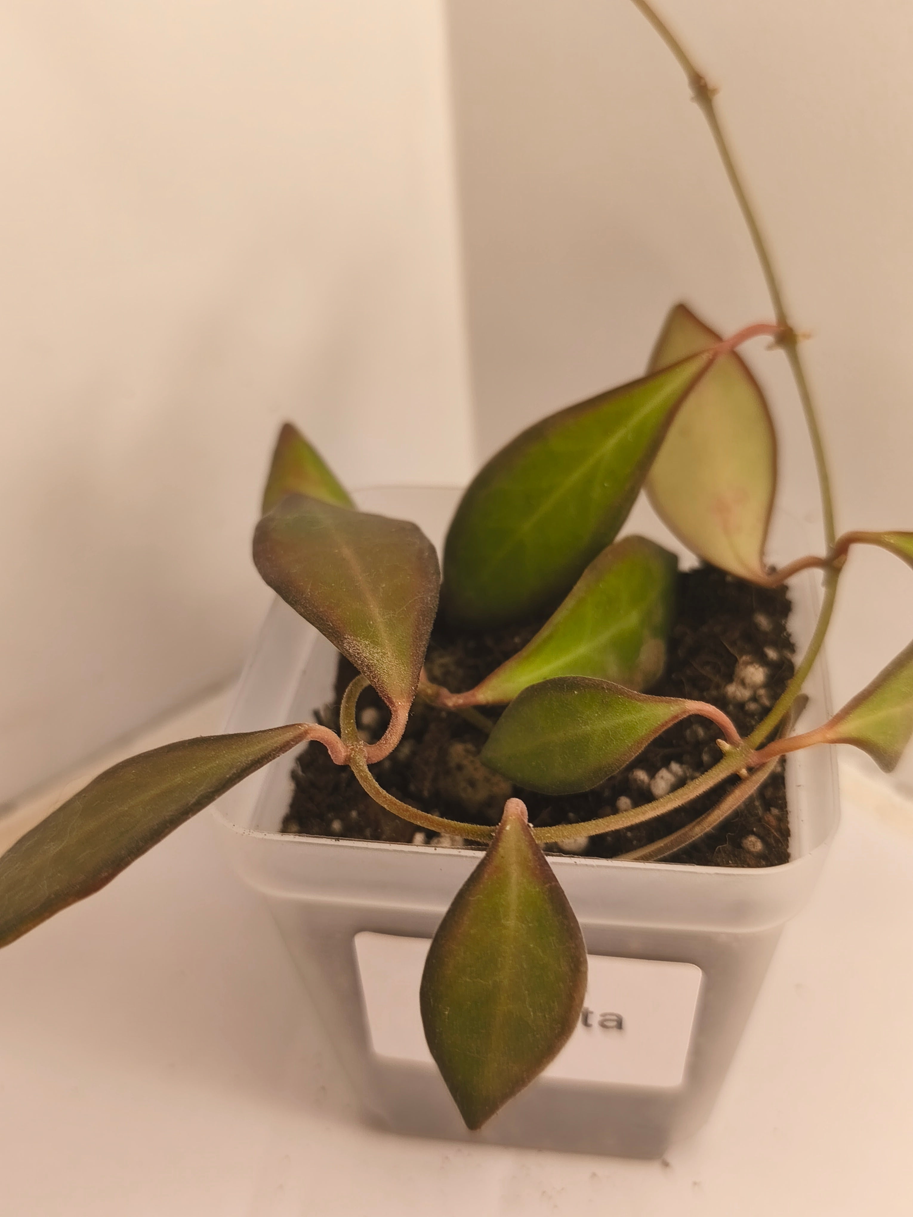 Hoya Bilobata #4