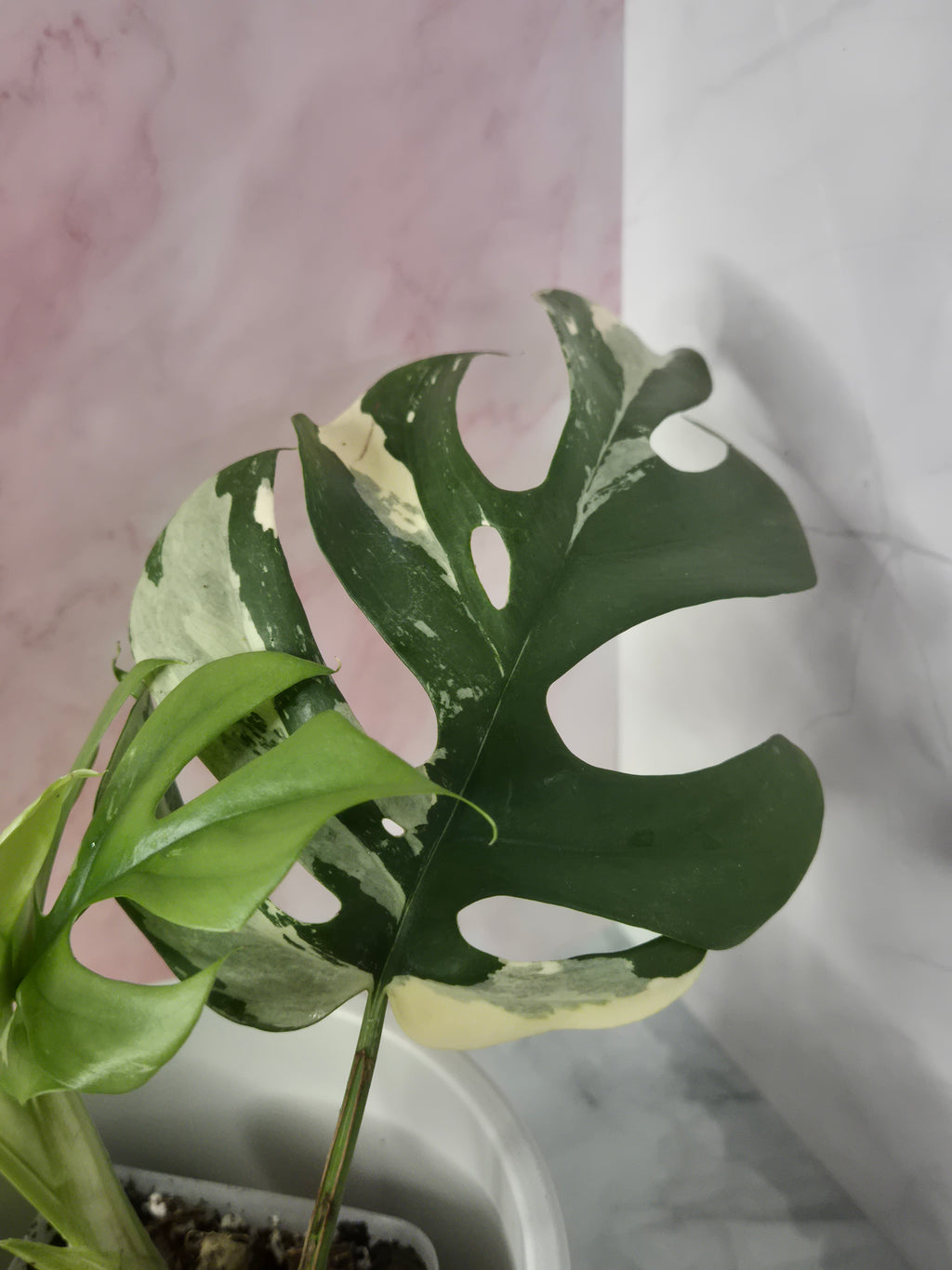 Monstera Minima Variegated #6 (Rhaphidophora Tetrasperma Variegated)