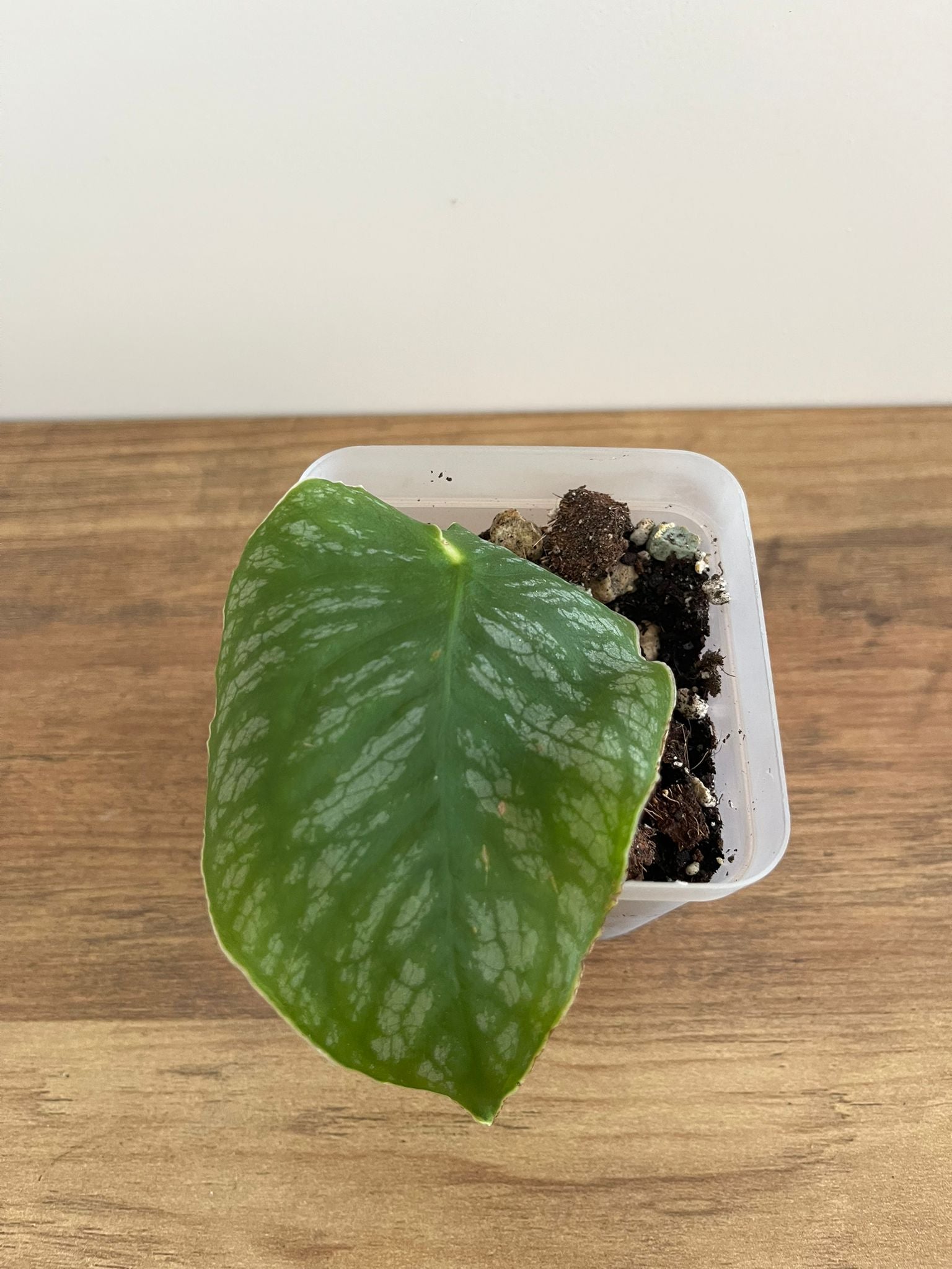 Monstera Dubia #1