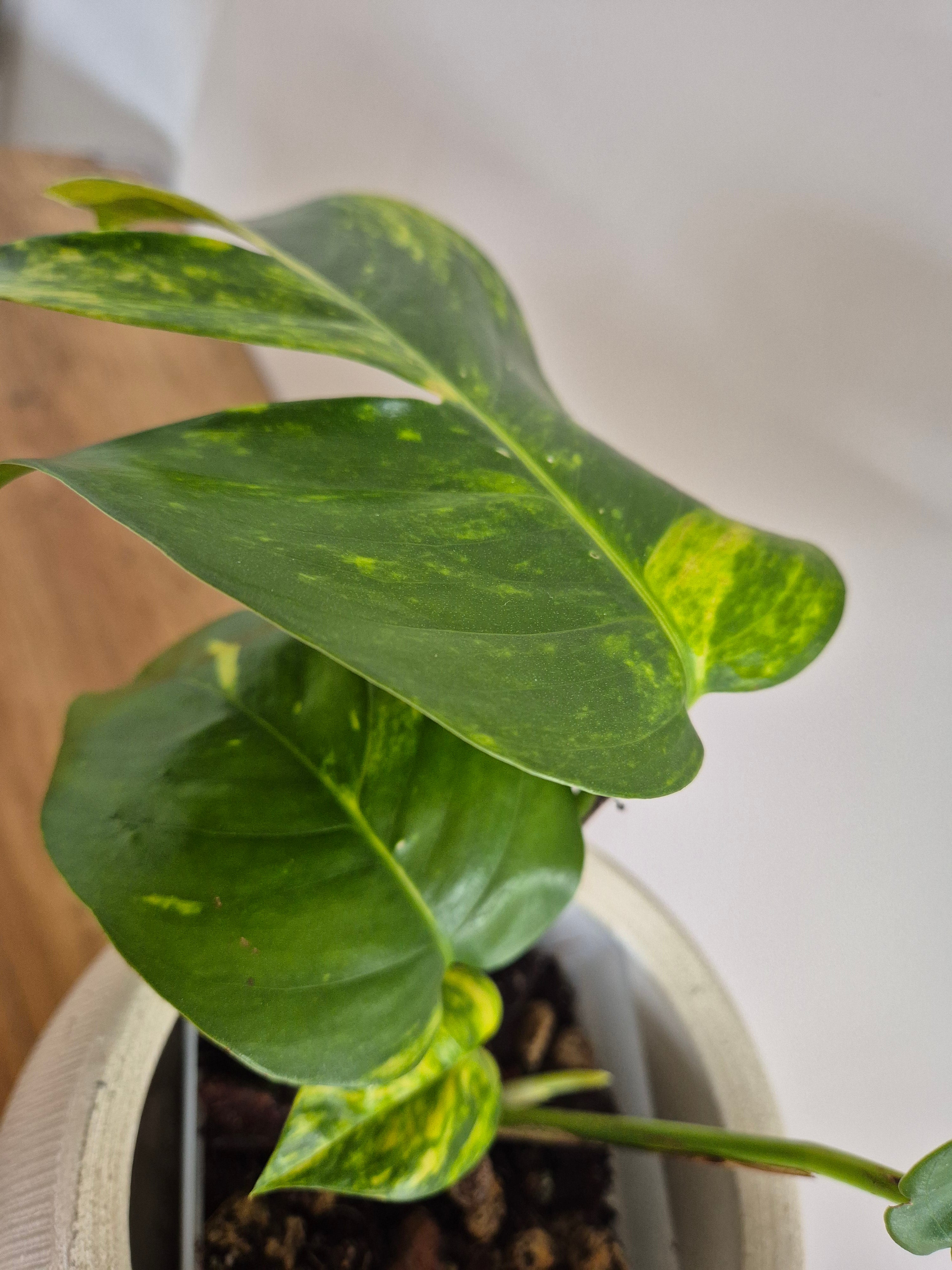 Epipremnum Pinnatum Cintho Goldfinger #3