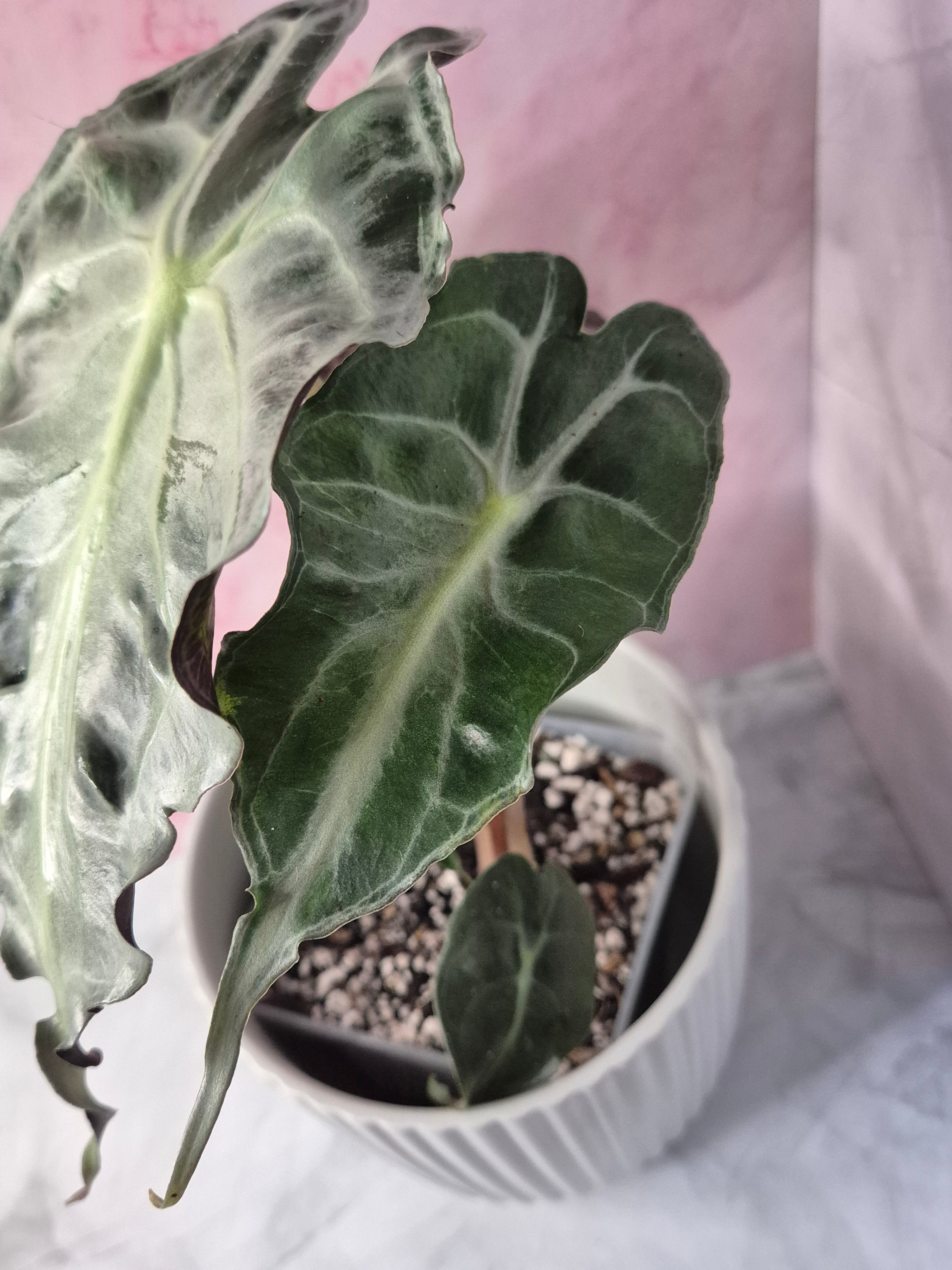 Alocasia Venom #3