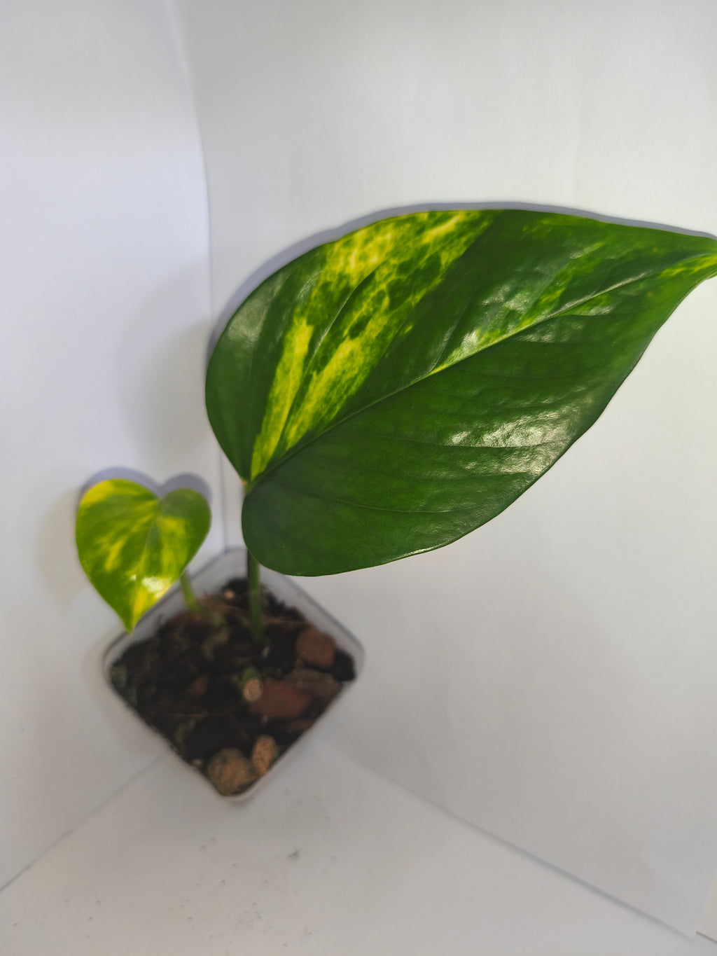 Epipremnum aureum #7