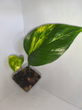 Epipremnum aureum #7