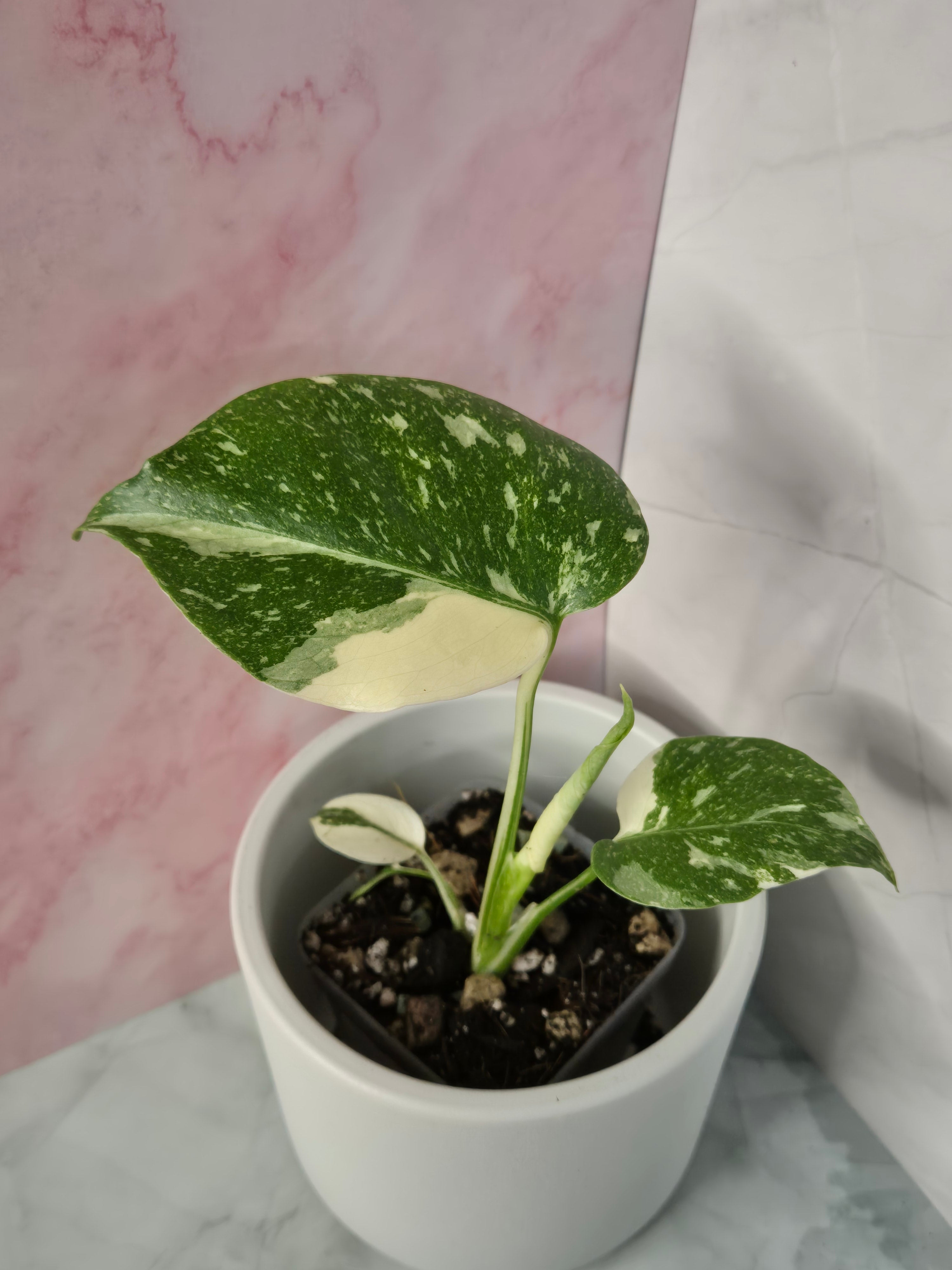 Monstera Thai Constellation #25