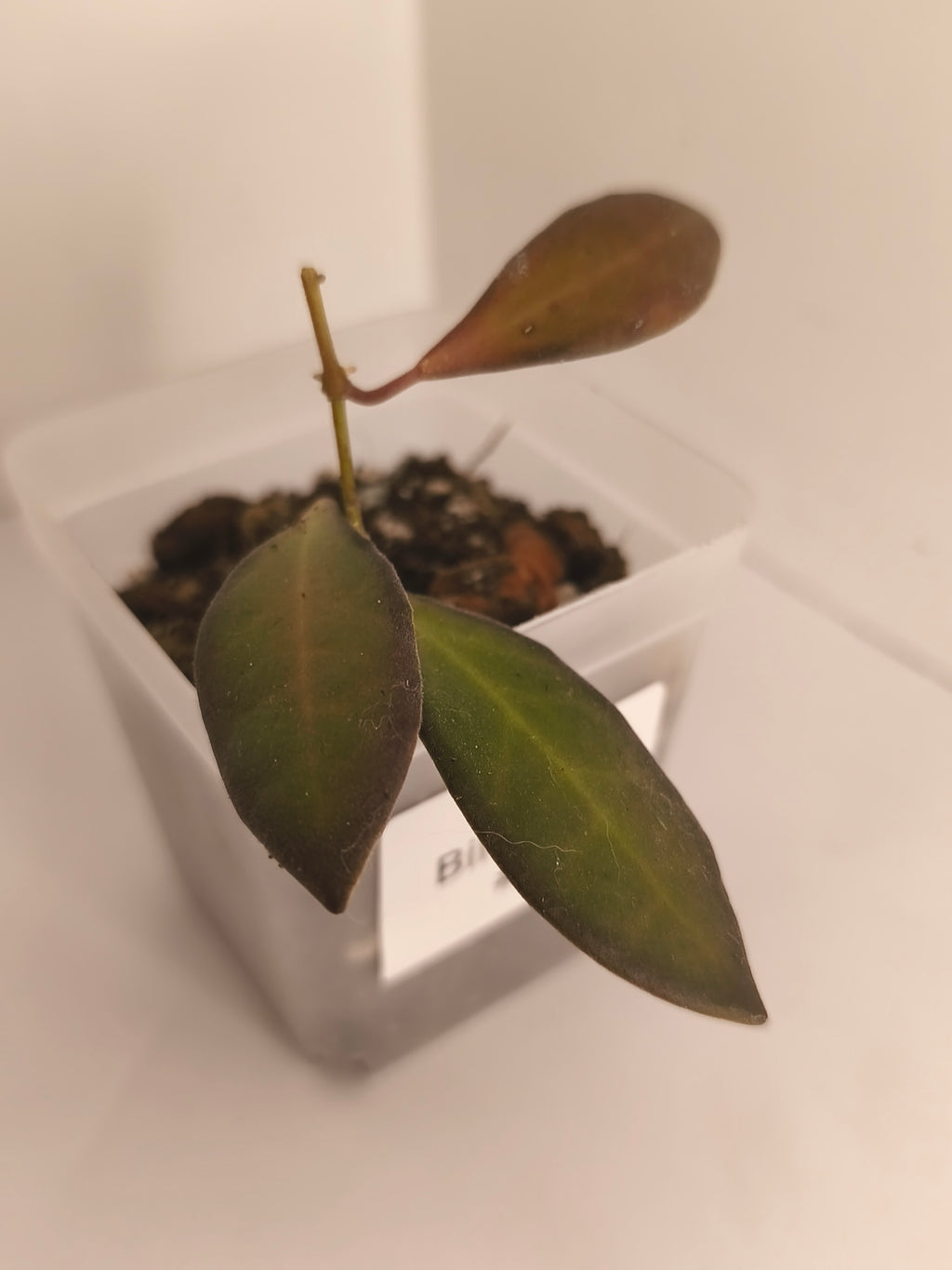 Hoya Bilobata #5