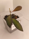 Hoya Bilobata #5