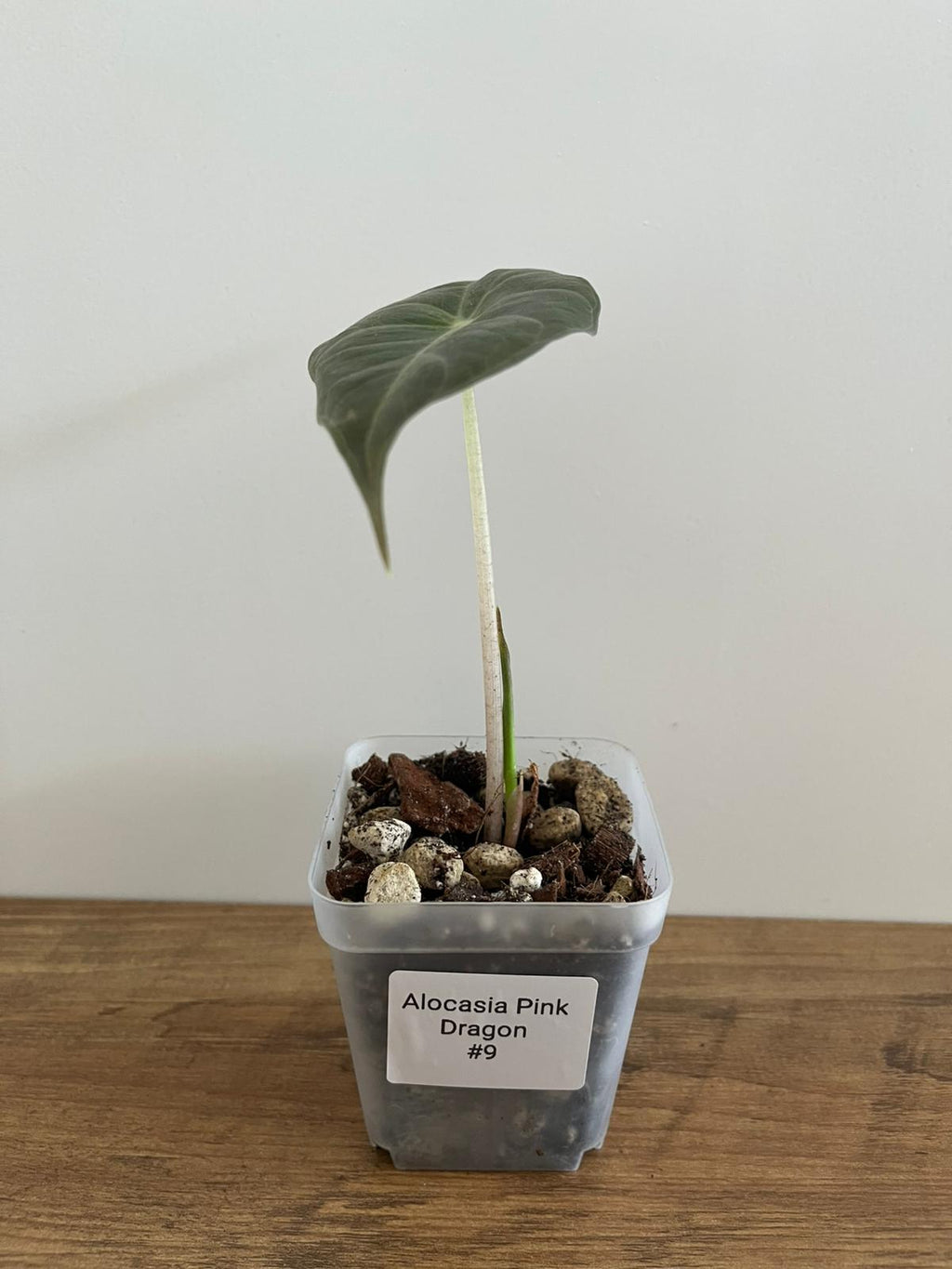 Alocasia Pink Dragon #9