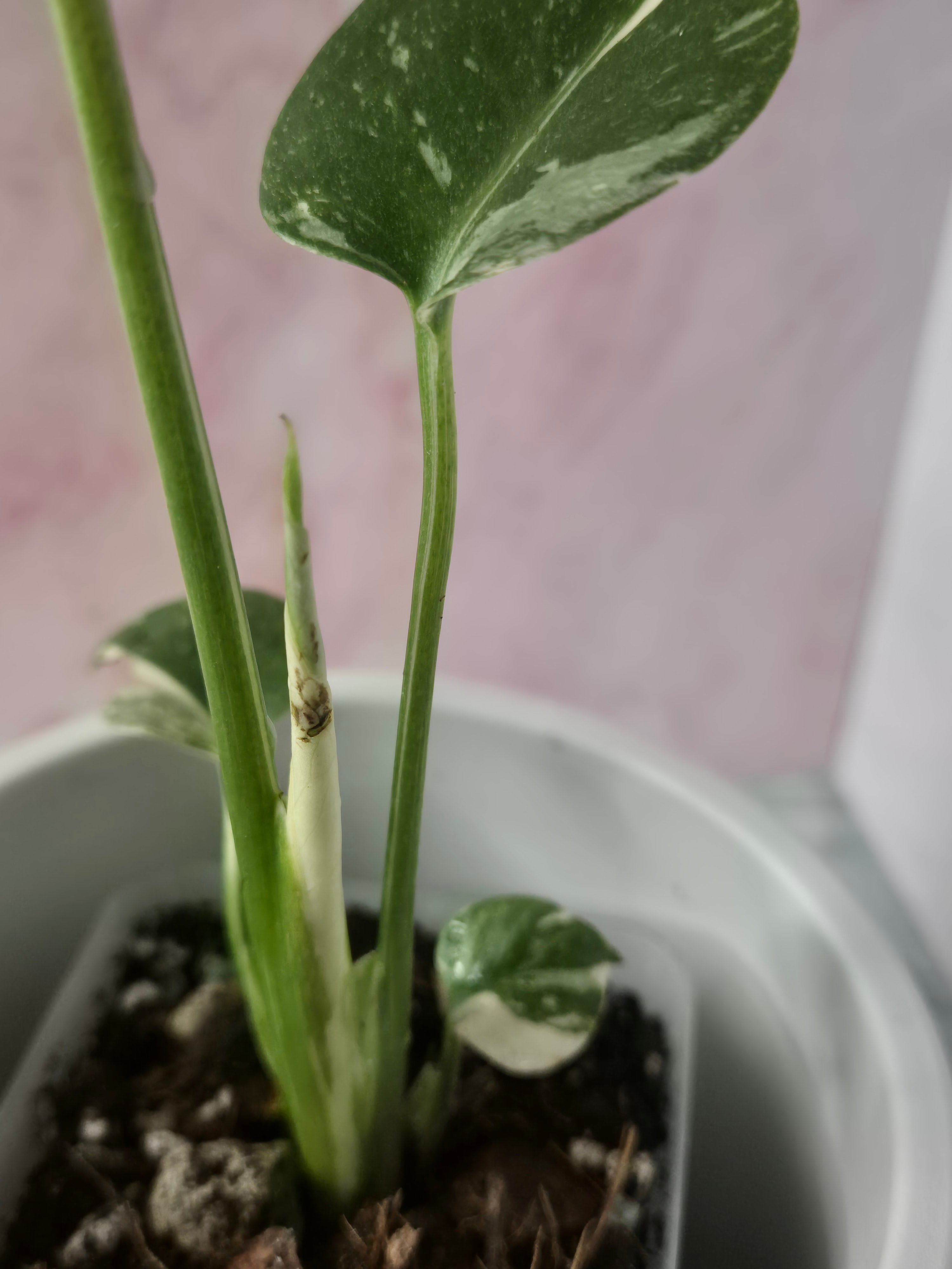 Monstera Thai Constellation #22
